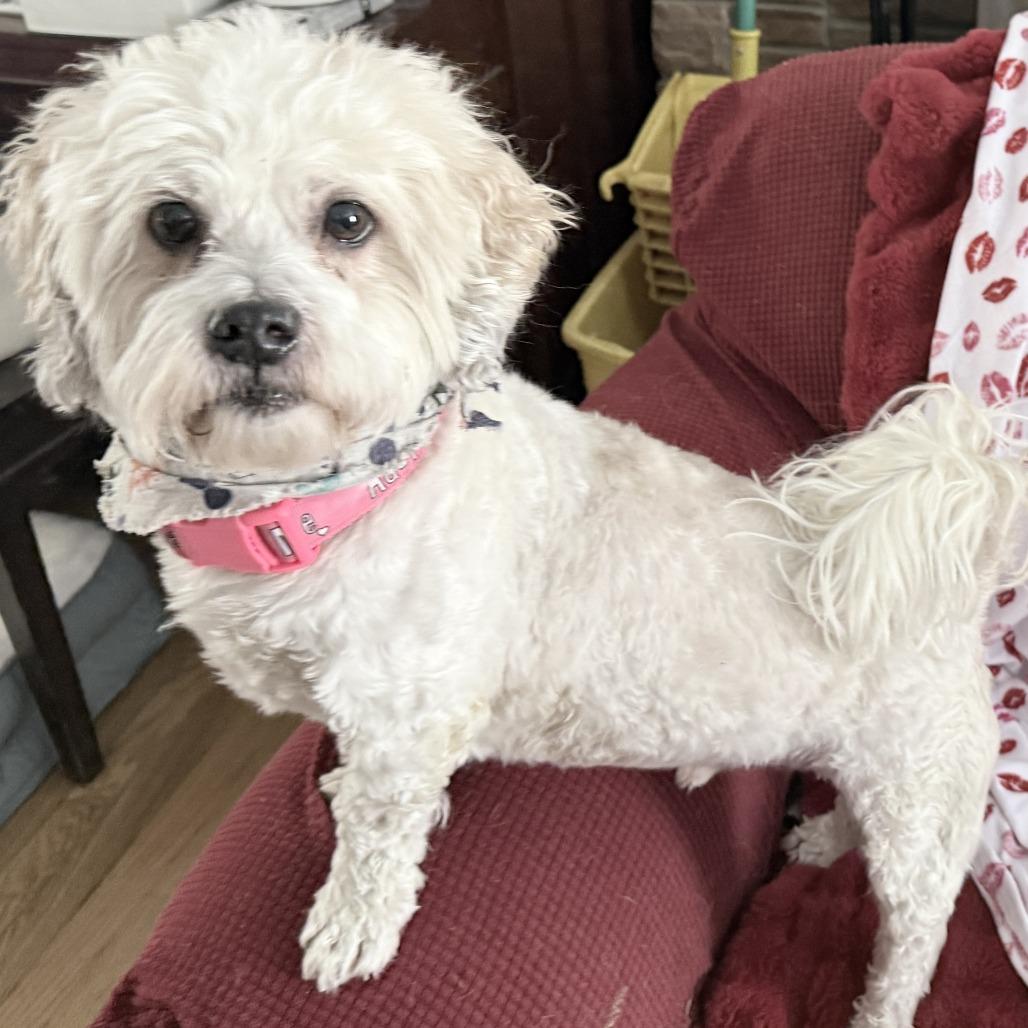 Enlarge Max, a Adoptable mixed breed in Glenelg, MD image 2/6