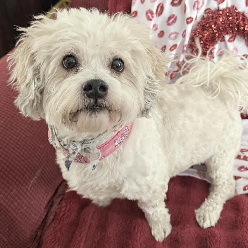 Enlarge Max, a Adoptable mixed breed in Glenelg, MD image 3/6