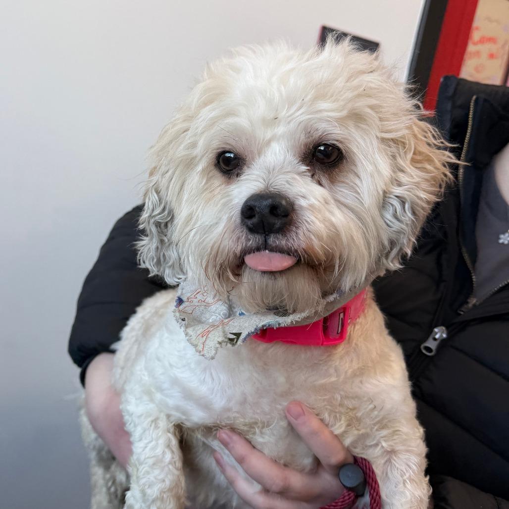 Enlarge Max, a Adoptable mixed breed in Glenelg, MD image 5/6