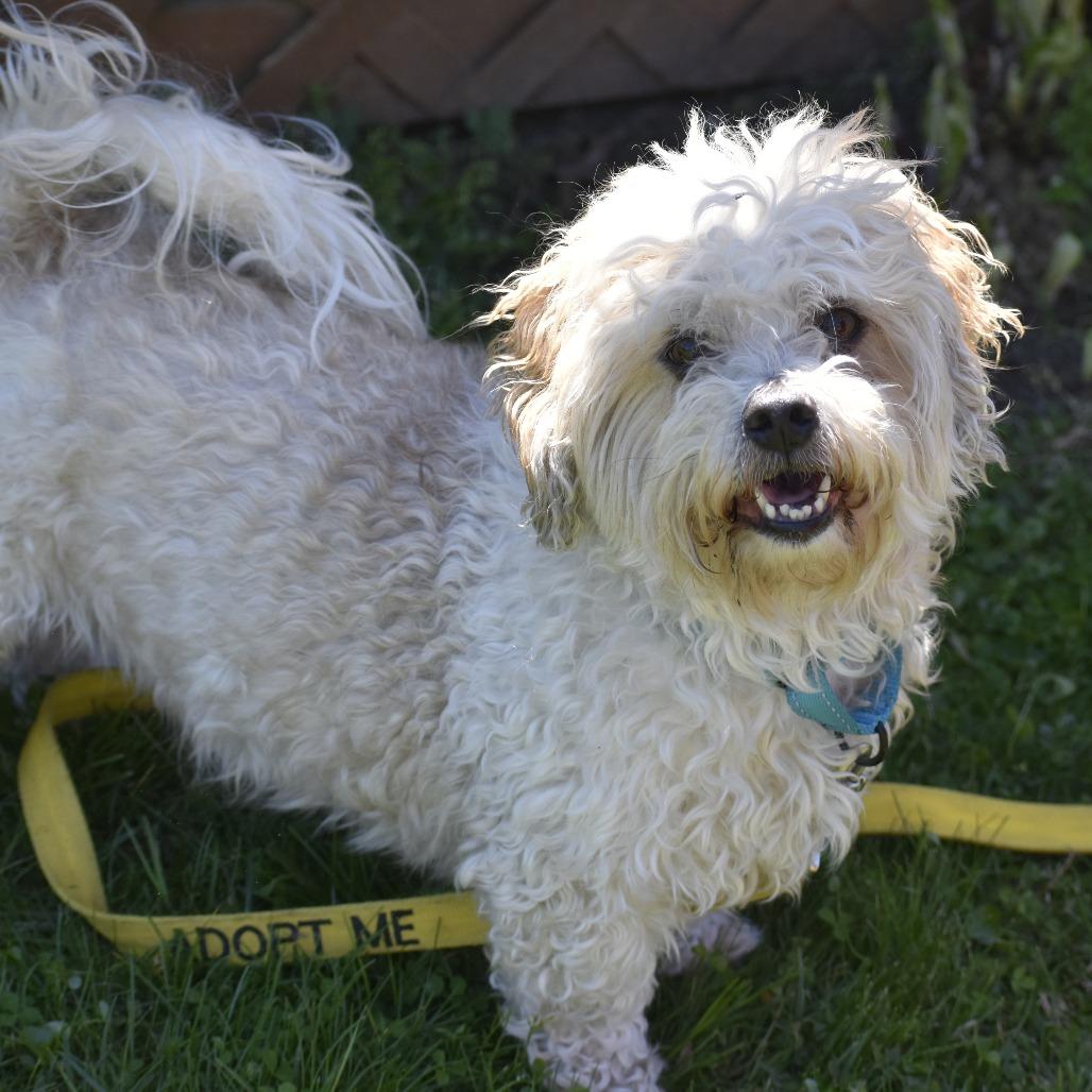 Enlarge Max, a Adoptable mixed breed in Glenelg, MD image 6/6