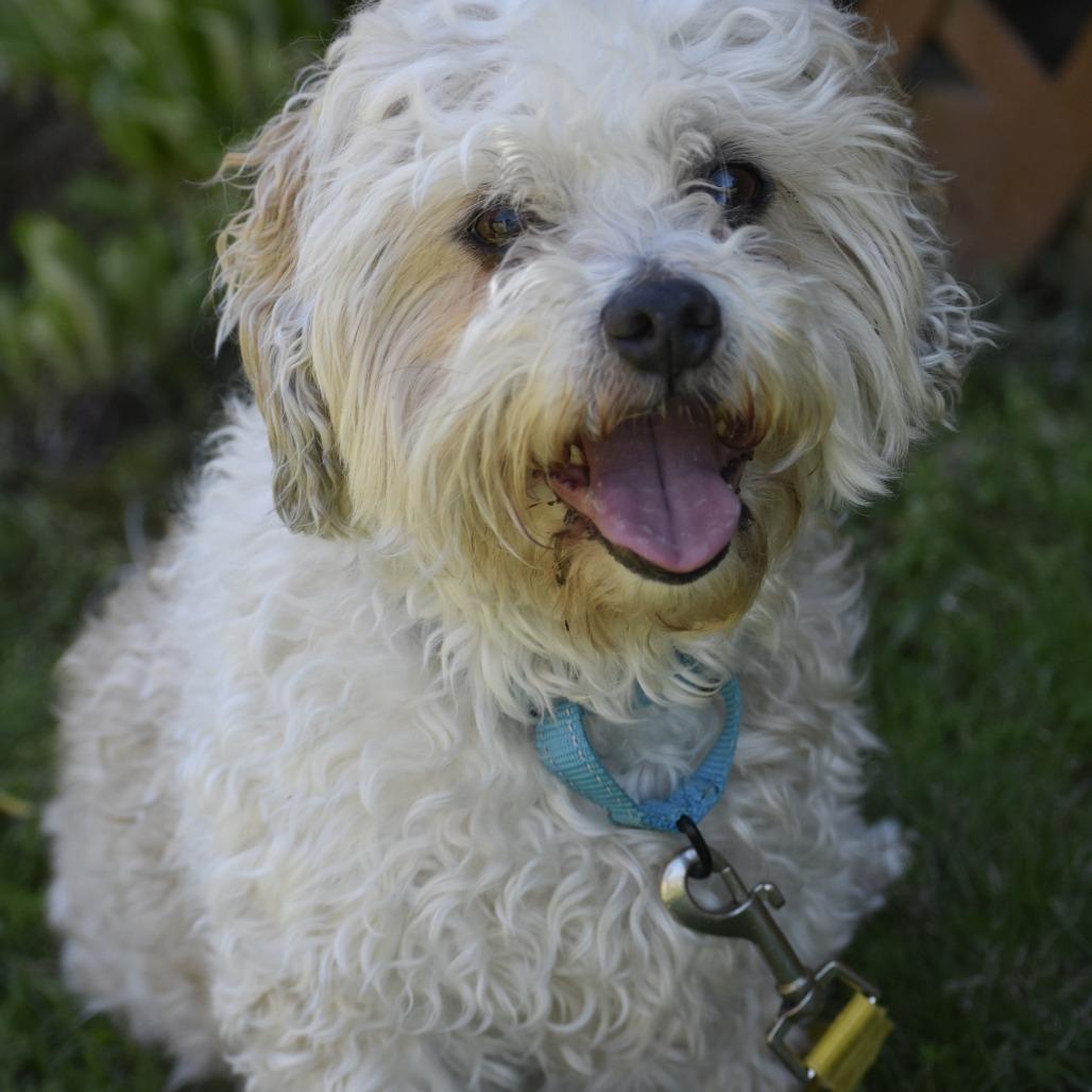 Enlarge Max, a Adoptable mixed breed in Glenelg, MD image 6/6