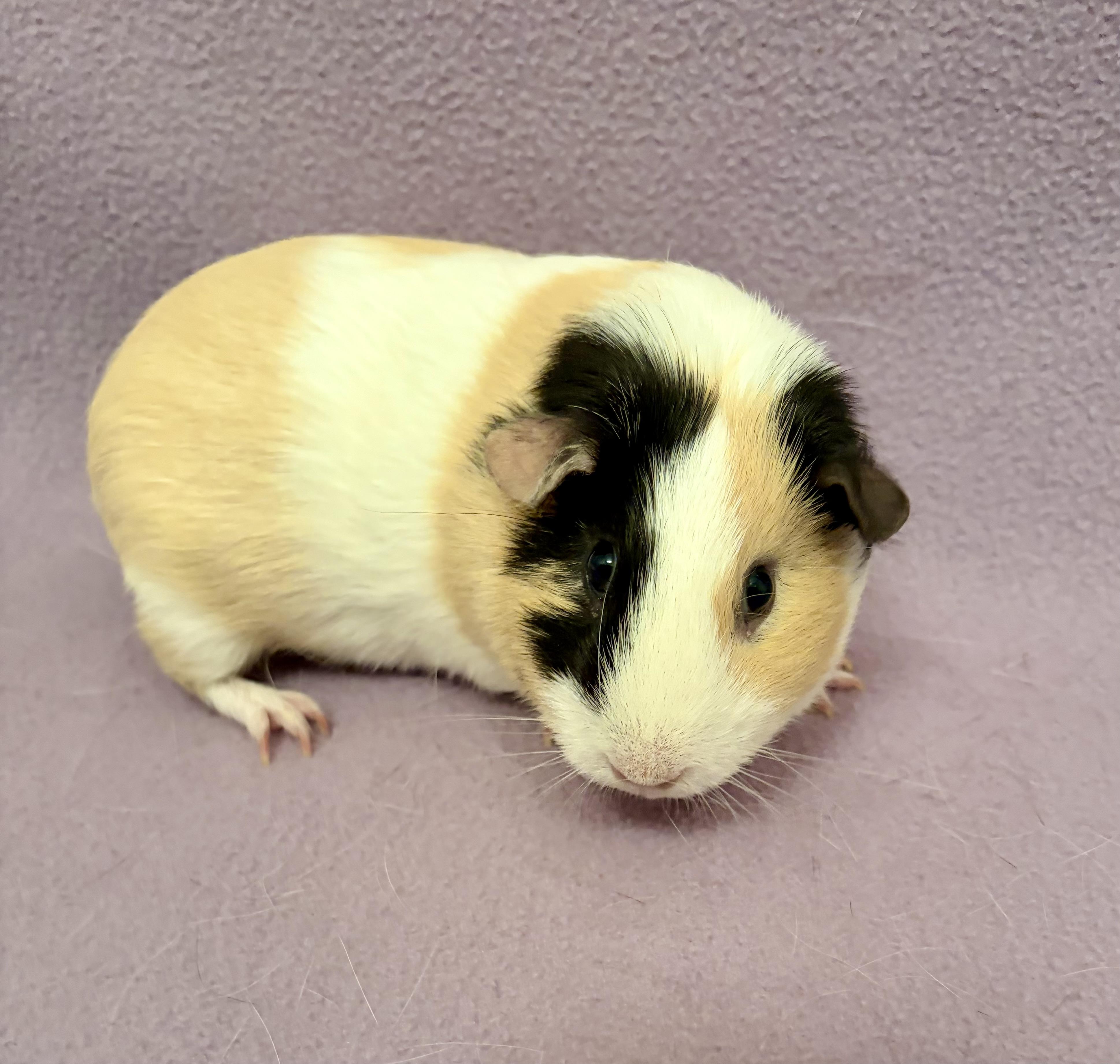 Enlarge Mia + Cici Bonded pair of females , a Adopted Guinea Pig in Sauk Village, IL image 2/5