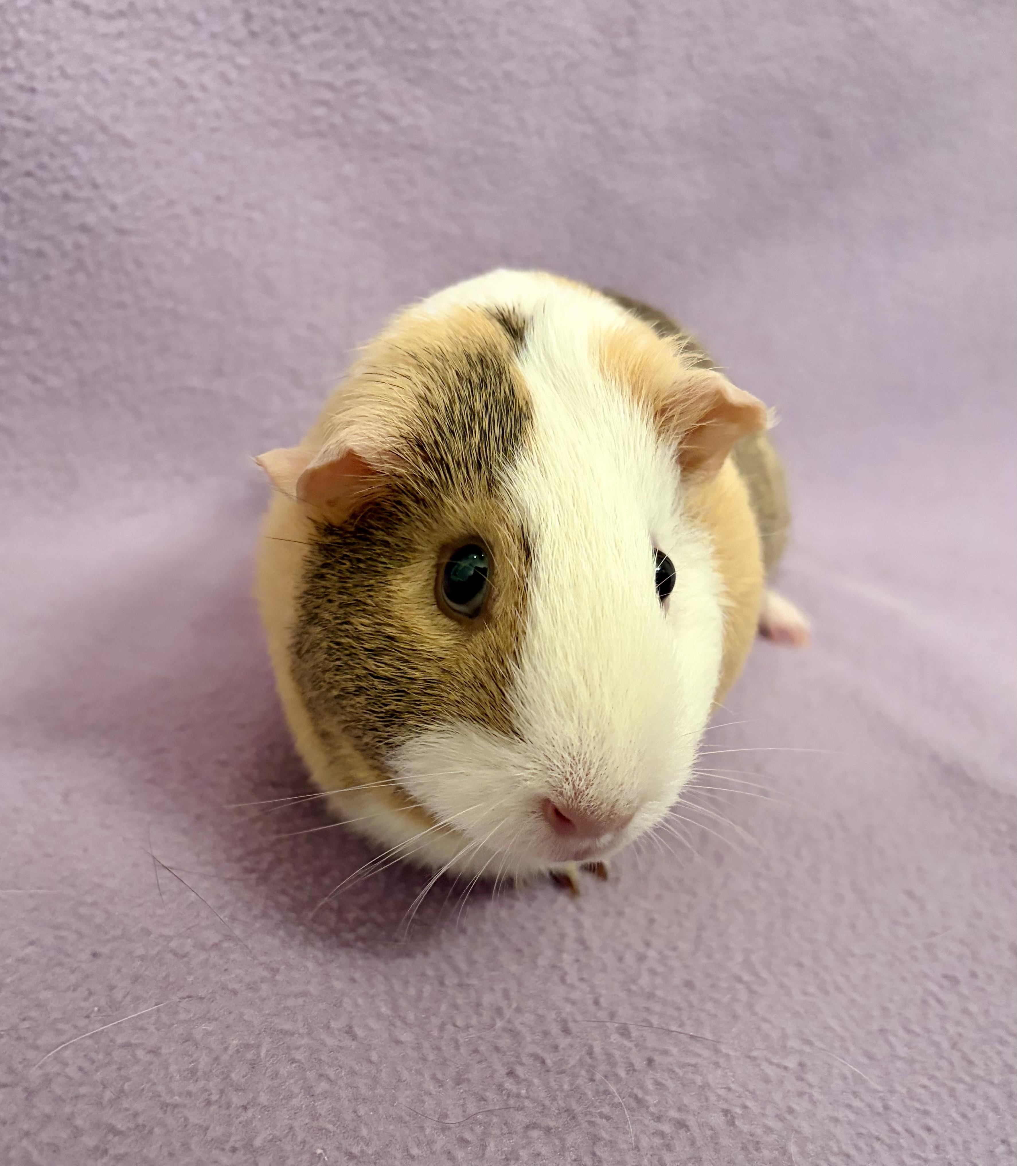 Enlarge Mia + Cici Bonded pair of females , a Adopted Guinea Pig in Sauk Village, IL image 4/5