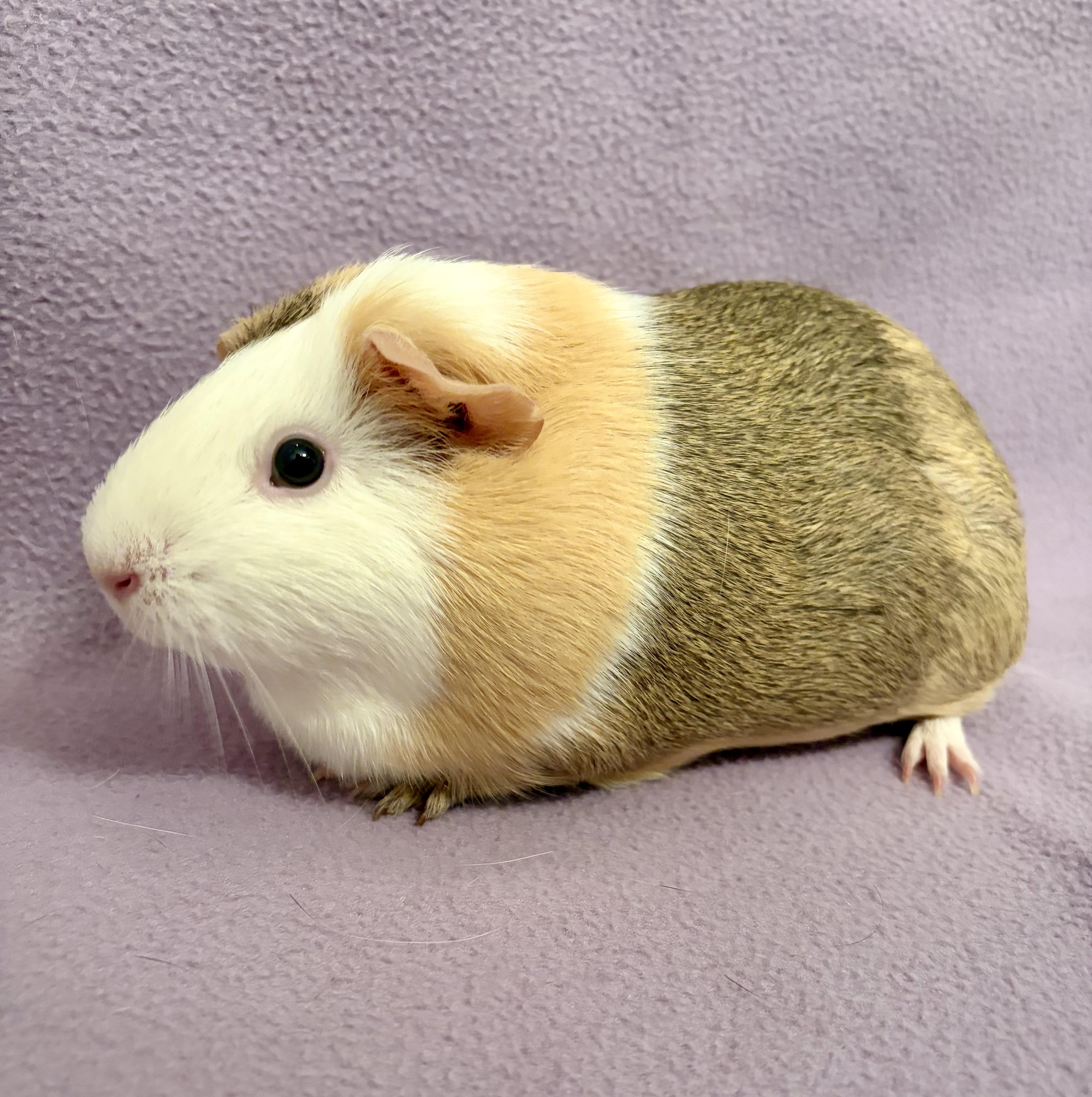 Enlarge Mia + Cici Bonded pair of females , a Adopted Guinea Pig in Sauk Village, IL image 5/5