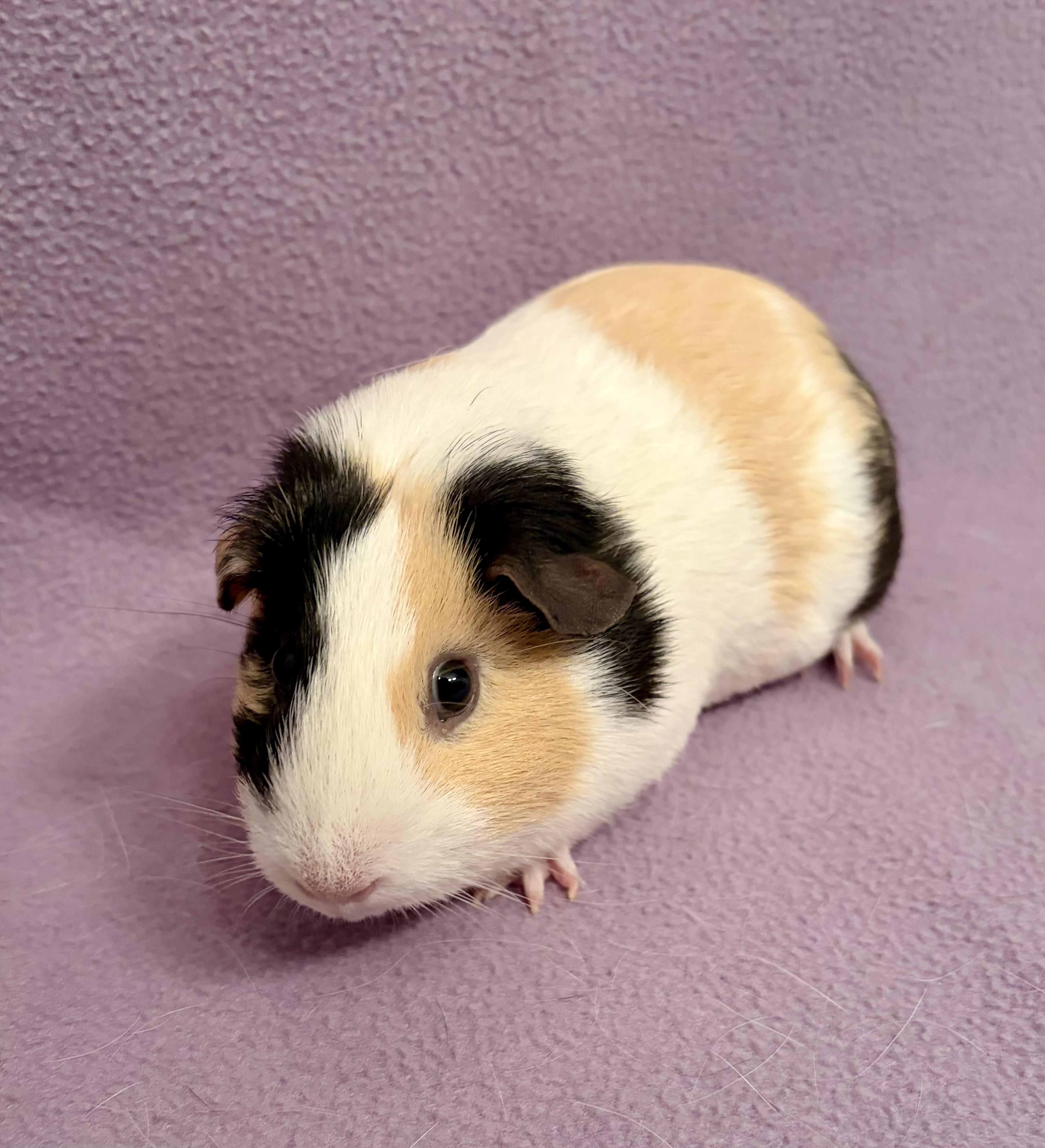 Enlarge Mia + Cici Bonded pair of females , a Adopted Guinea Pig in Sauk Village, IL image 3/5