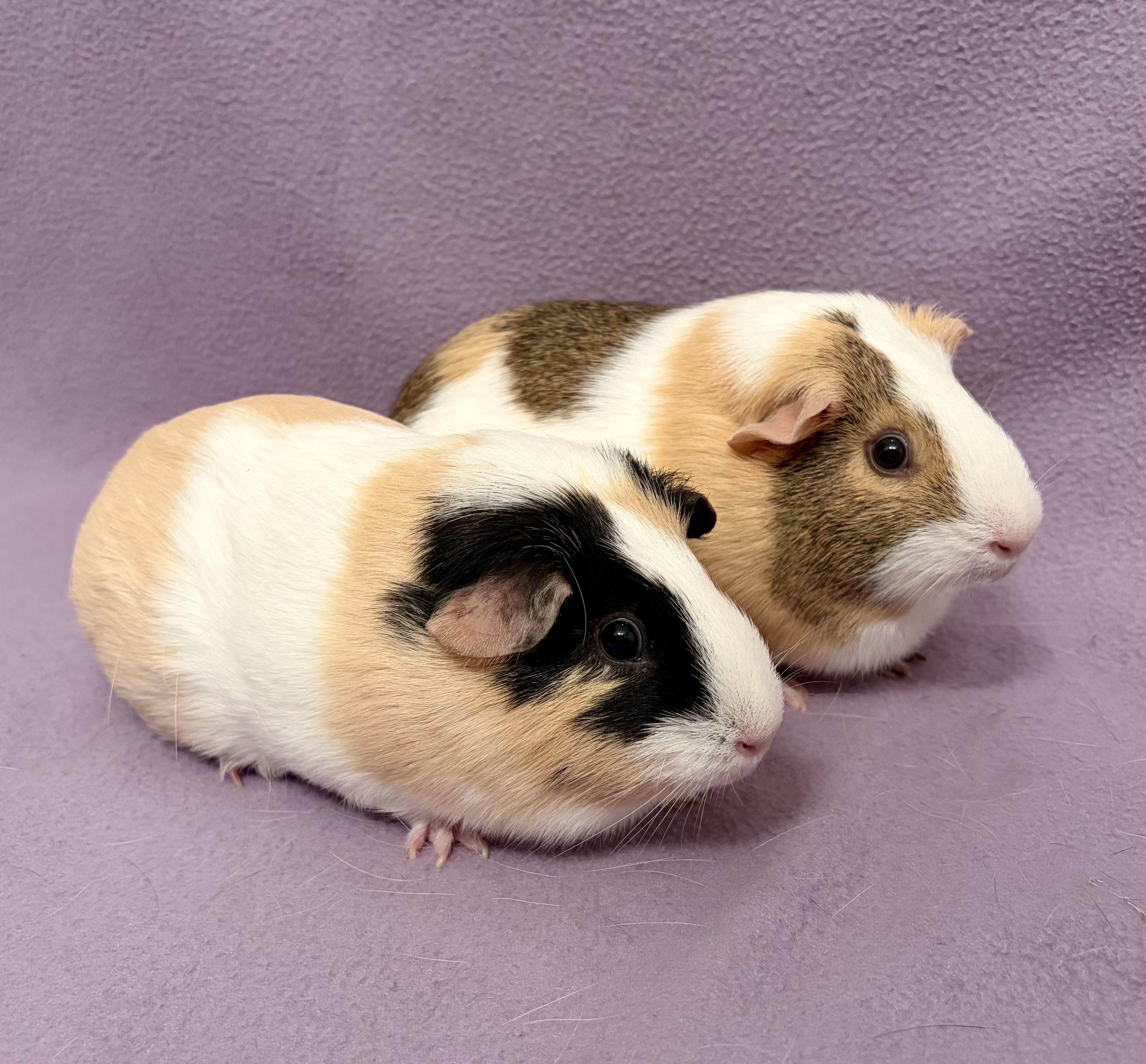 Enlarge Mia + Cici Bonded pair of females , a Adopted Guinea Pig in Sauk Village, IL image 1/5