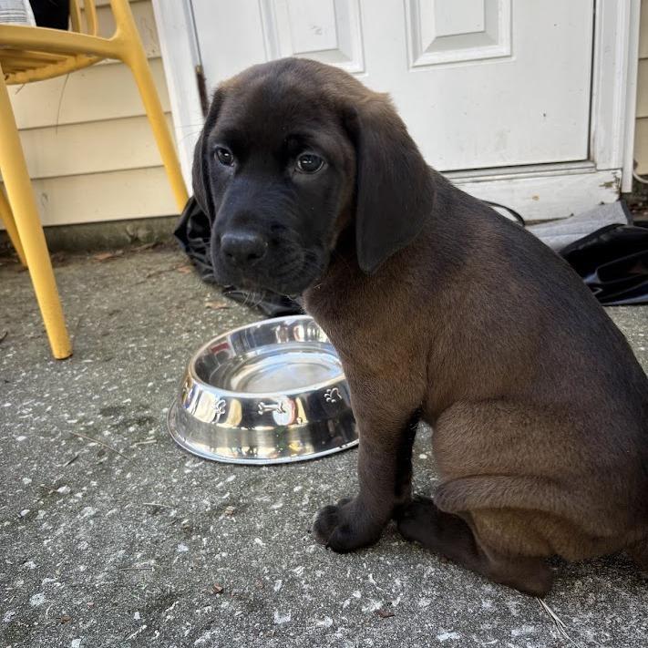 Enlarge Publix, a Adoptable Black Labrador Retriever in North Charleston, SC image 1/6