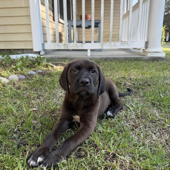 Enlarge Publix, a Adoptable Black Labrador Retriever in North Charleston, SC image 2/6
