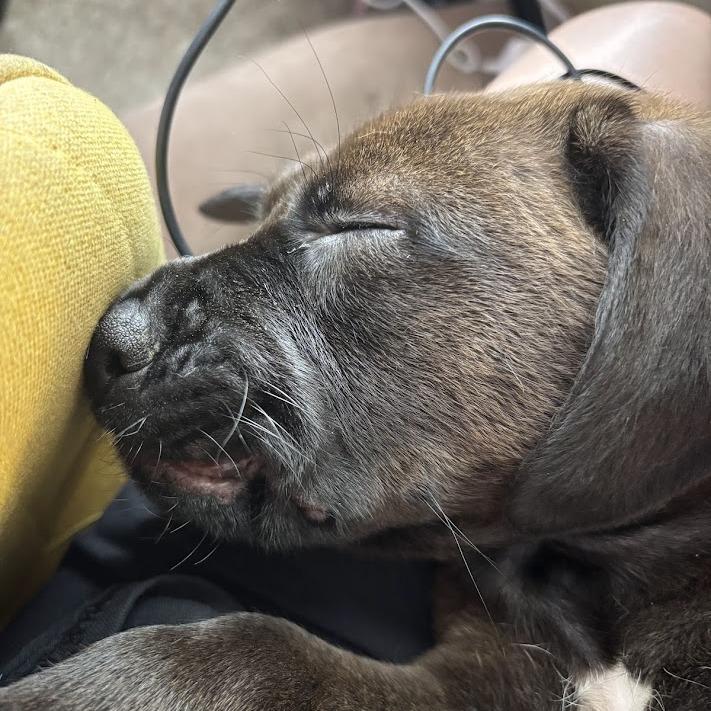 Enlarge Publix, a Adoptable Black Labrador Retriever in North Charleston, SC image 3/6