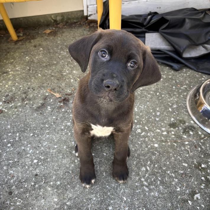 Enlarge Publix, a Adoptable Black Labrador Retriever in North Charleston, SC image 4/6