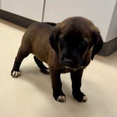 Enlarge Publix, a Adoptable Black Labrador Retriever in North Charleston, SC image 5/6