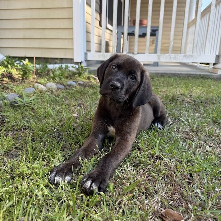 Enlarge Publix, a Adoptable Black Labrador Retriever in North Charleston, SC image 6/6