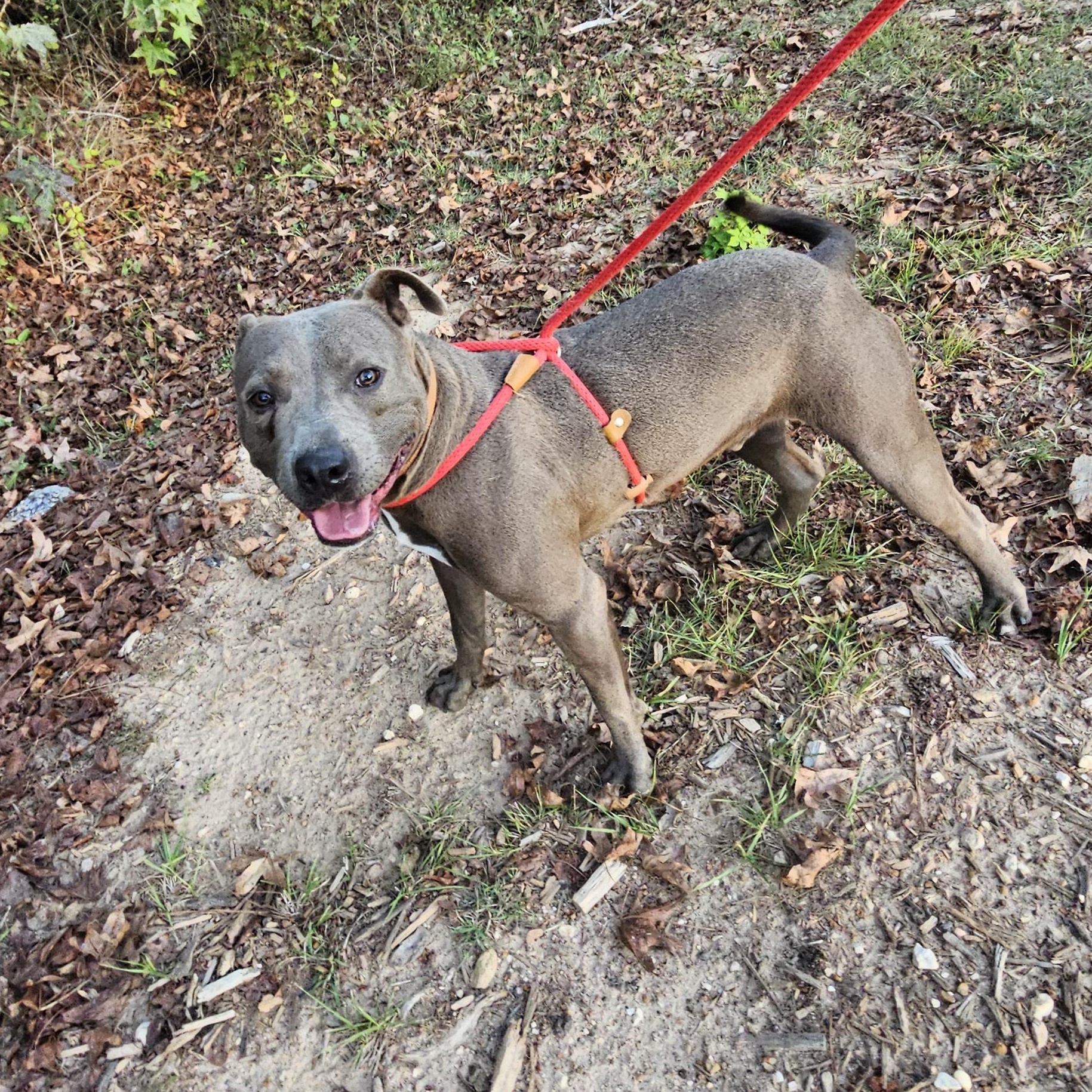Enlarge Bluey, a Adoptable mixed breed in Willis, TX image 3/5