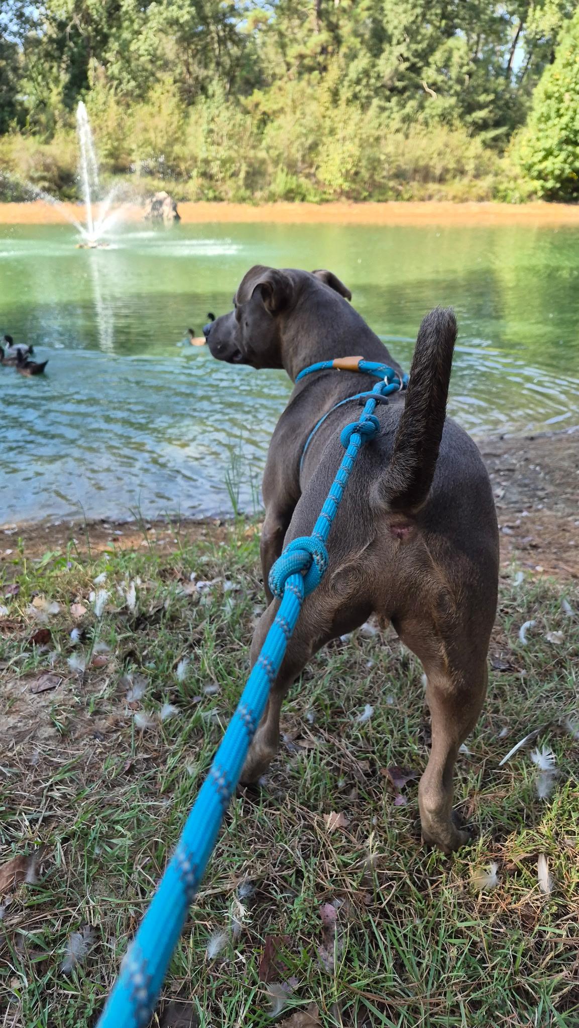 Enlarge Bluey, a Adoptable mixed breed in Willis, TX image 5/5