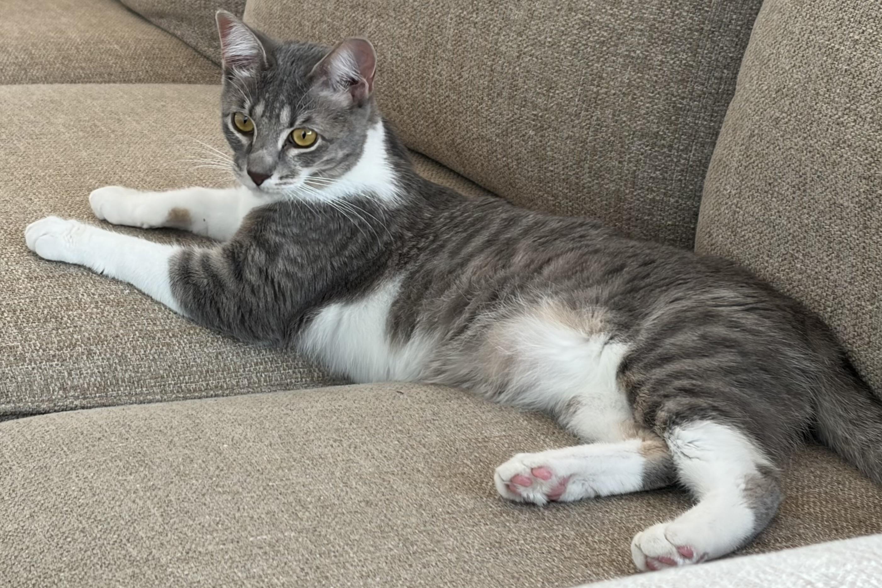 Enlarge Lovey Dovey, a Adoptable Domestic Short Hair in Boston, MA image 5/5