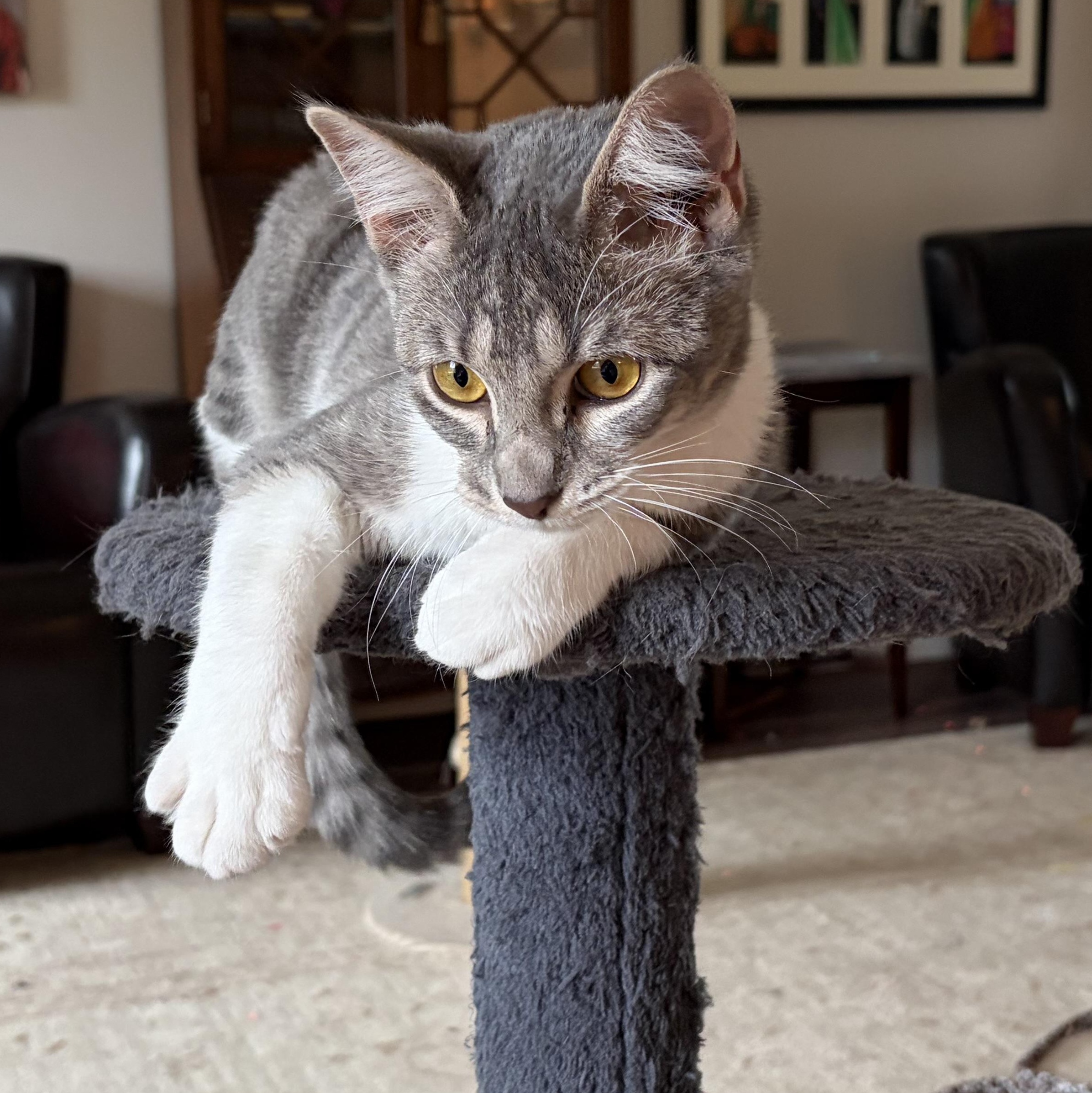 Lovey Dovey, a Adoptable Domestic Short Hair in Boston, MA image 4/6