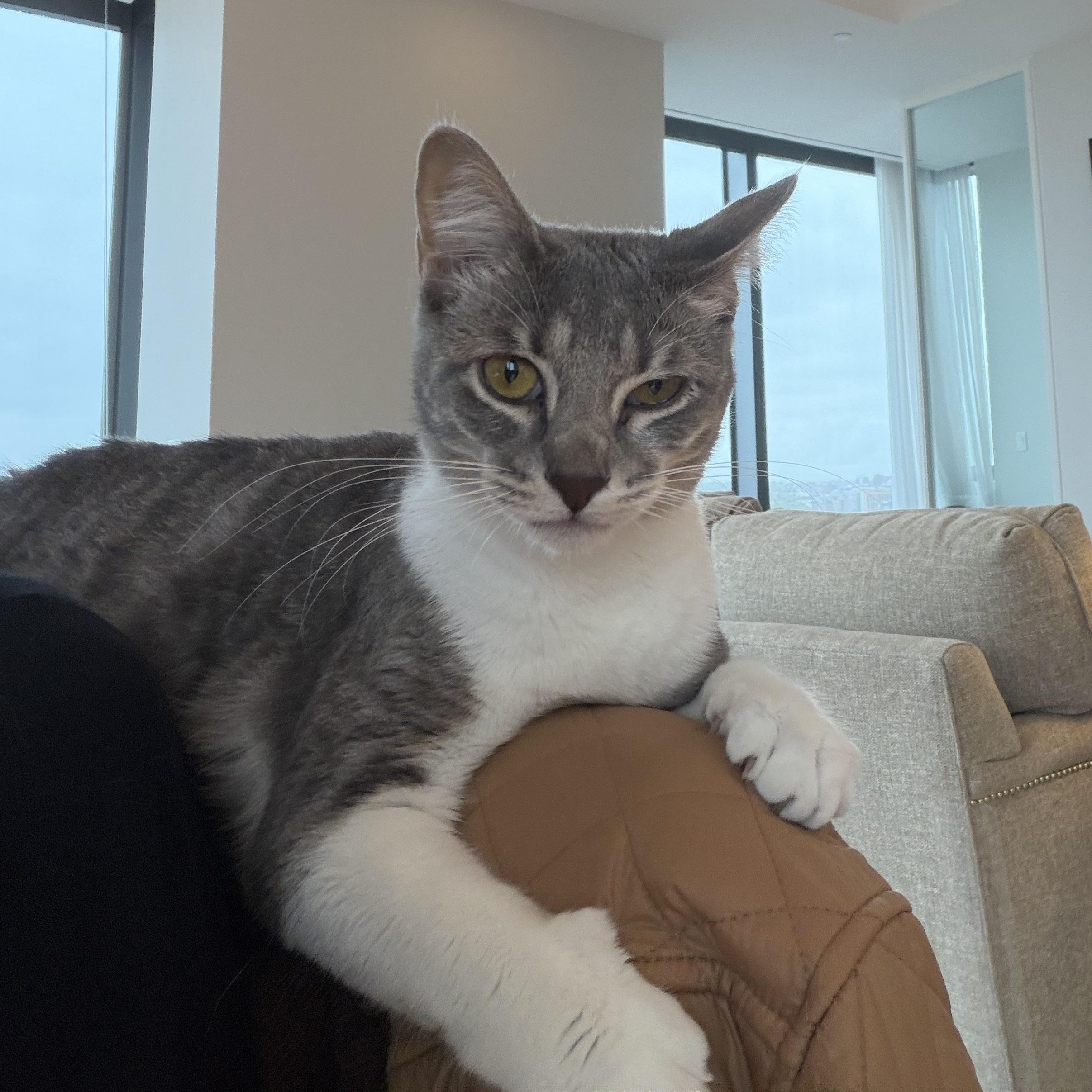 Enlarge Lovey Dovey, a Adoptable Domestic Short Hair in Boston, MA image 3/5