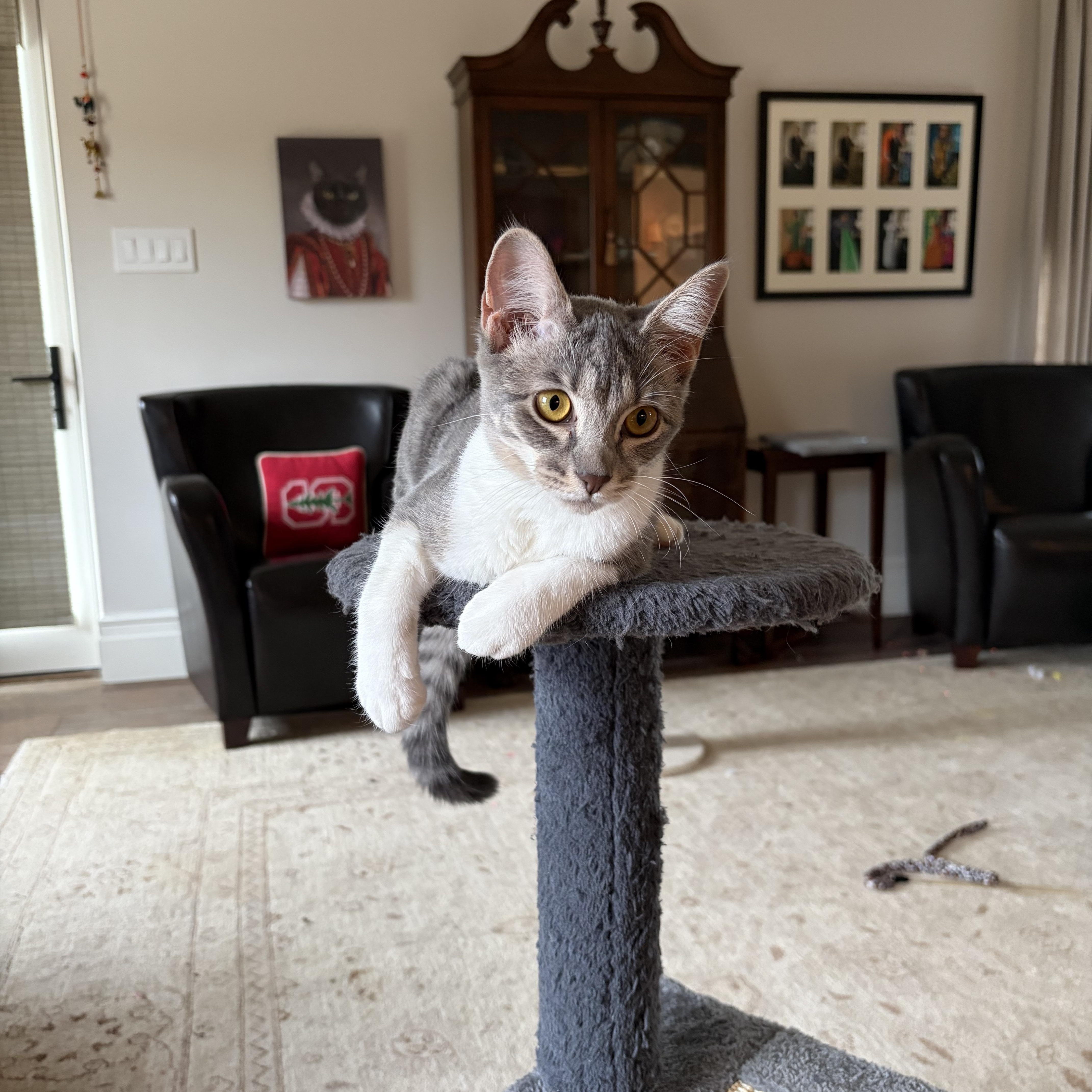 Lovey Dovey, a Adoptable Domestic Short Hair in Boston, MA image 2/6