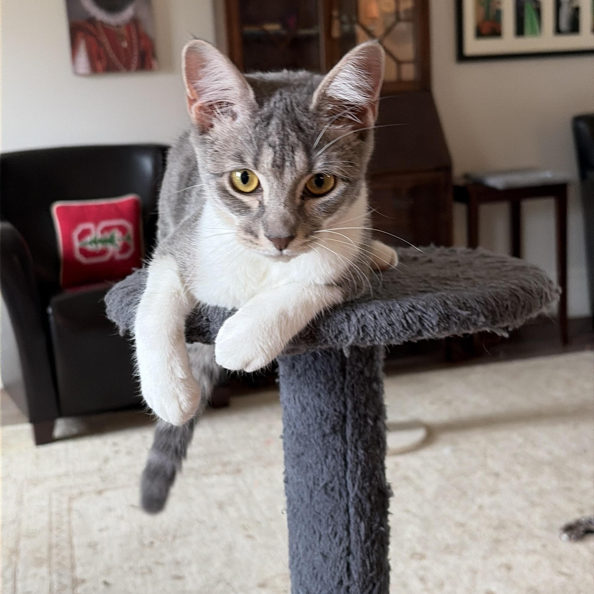 Lovey Dovey, Adoptable, Kitten Female Domestic Short Hair.