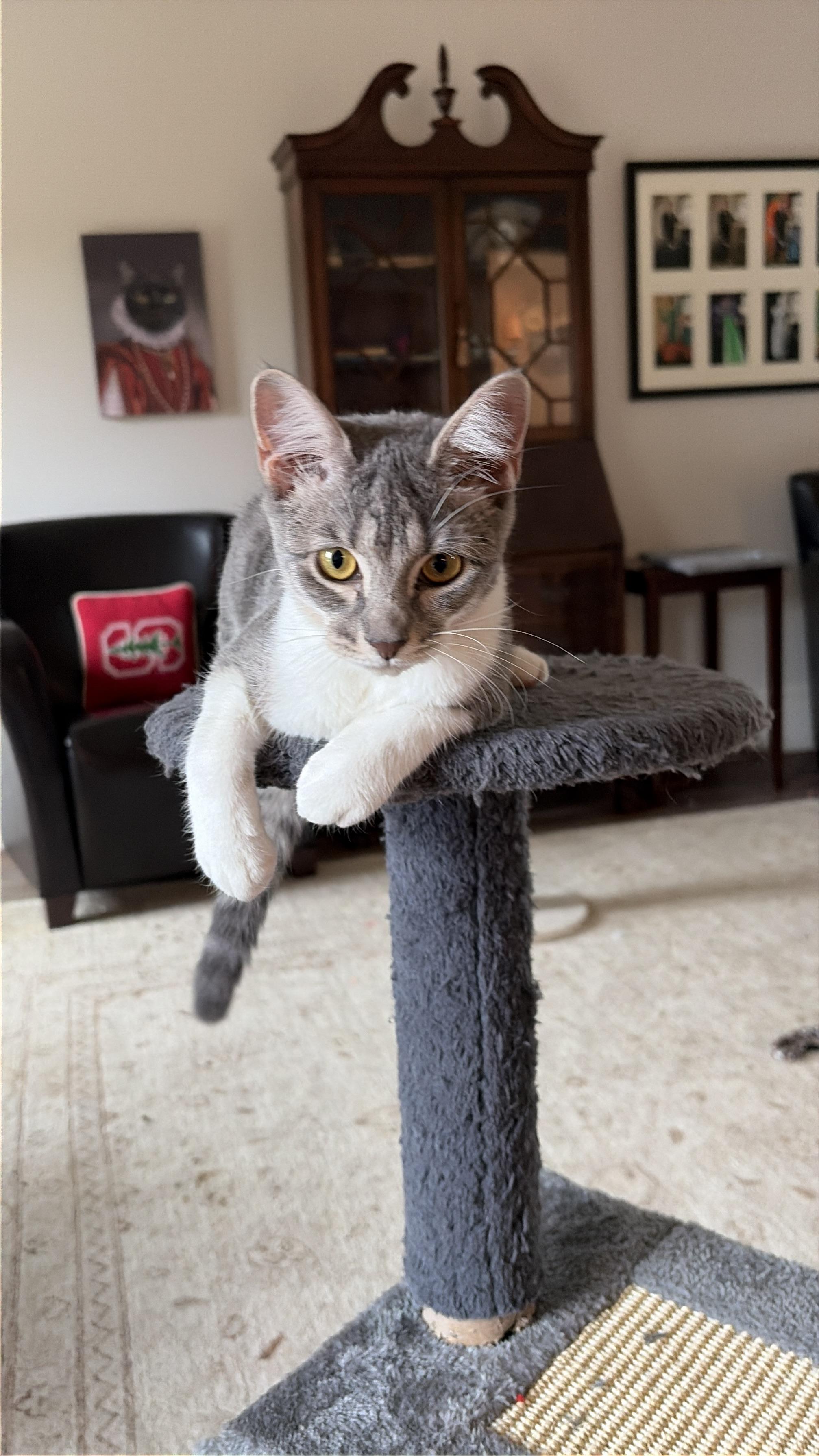 Lovey Dovey, a Adoptable Domestic Short Hair in Boston, MA image 3/6