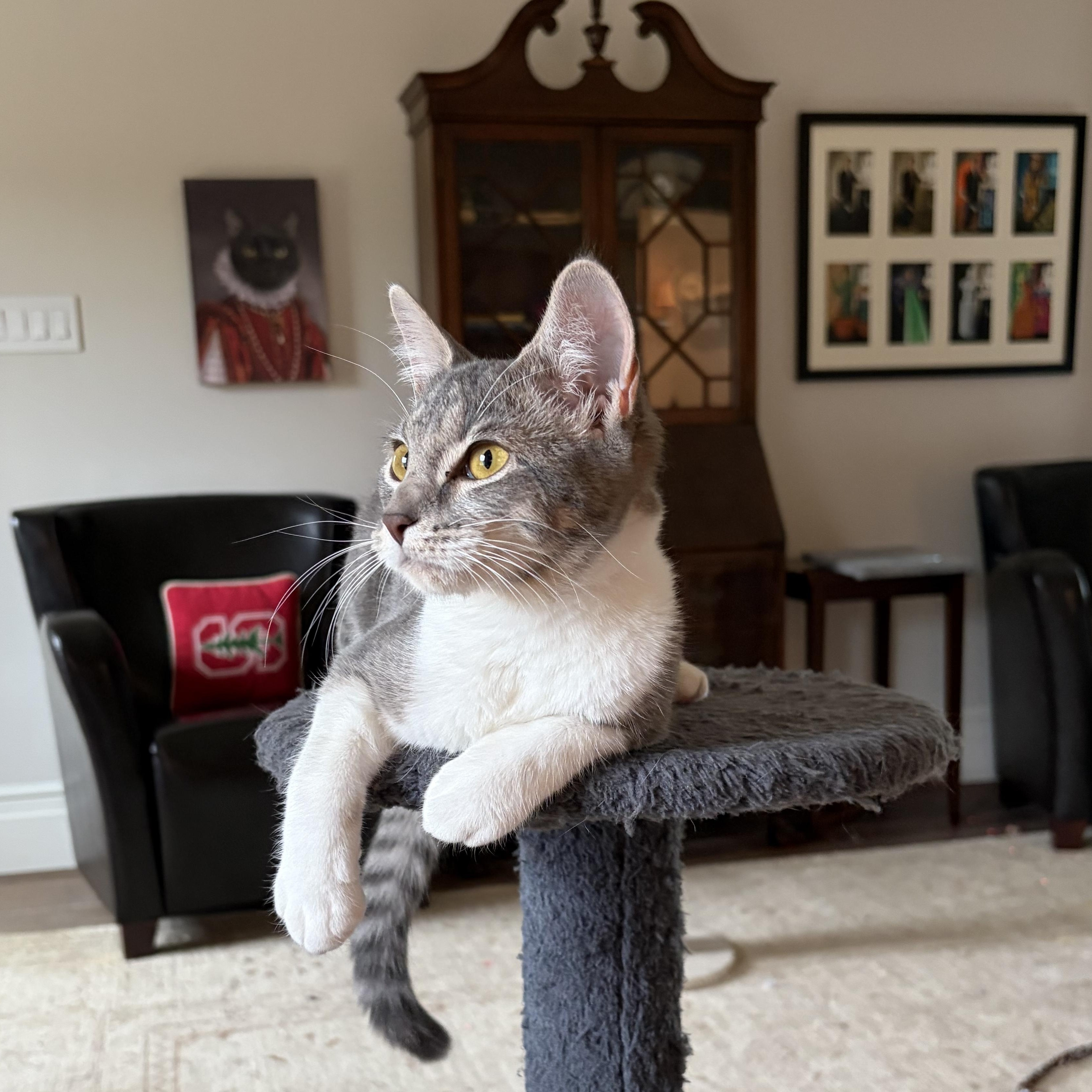 Lovey Dovey, Adoptable, Kitten Female Domestic Short Hair.