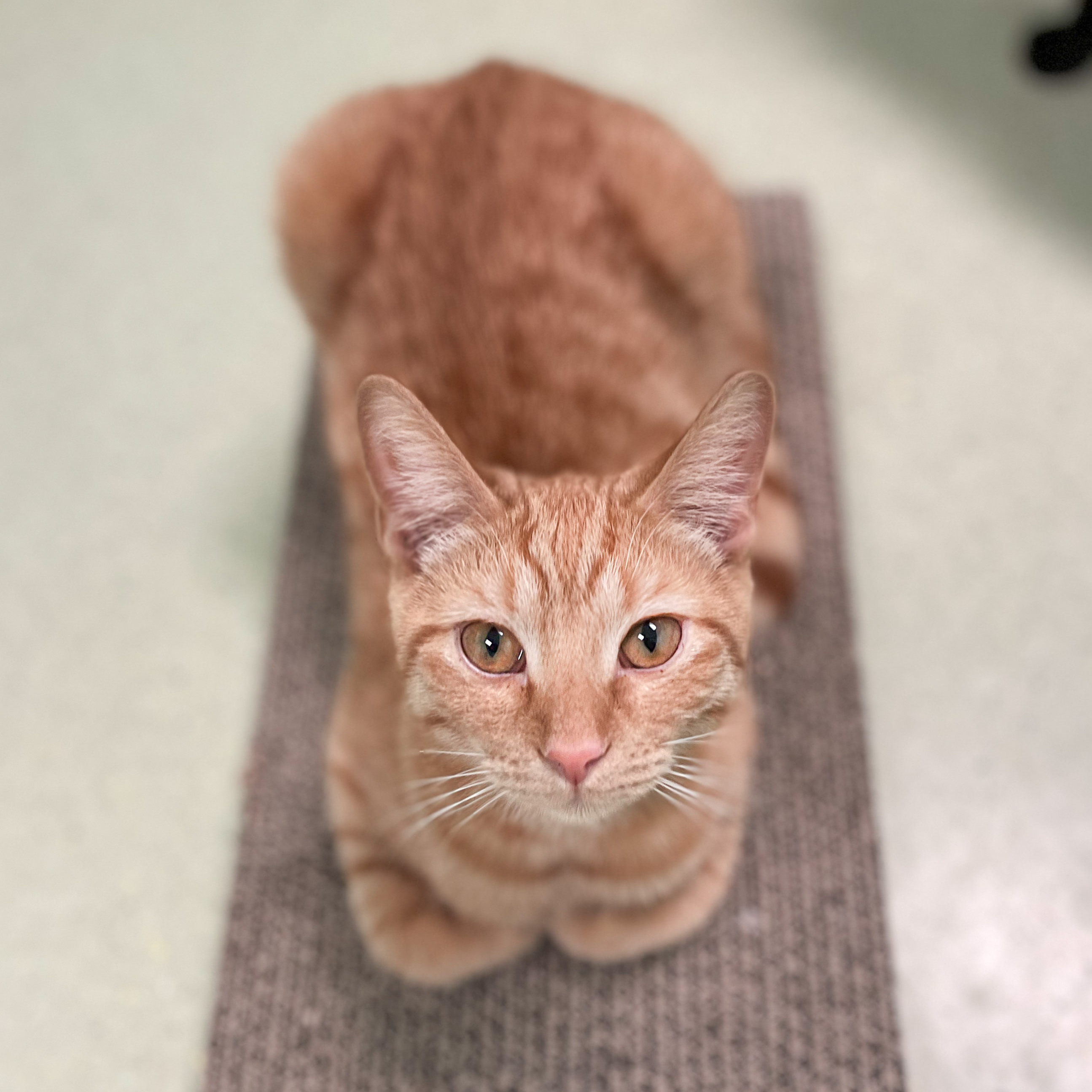 Dandelion (bonded with Eleven), adoptable, Adult Male Domestic Short Hair.