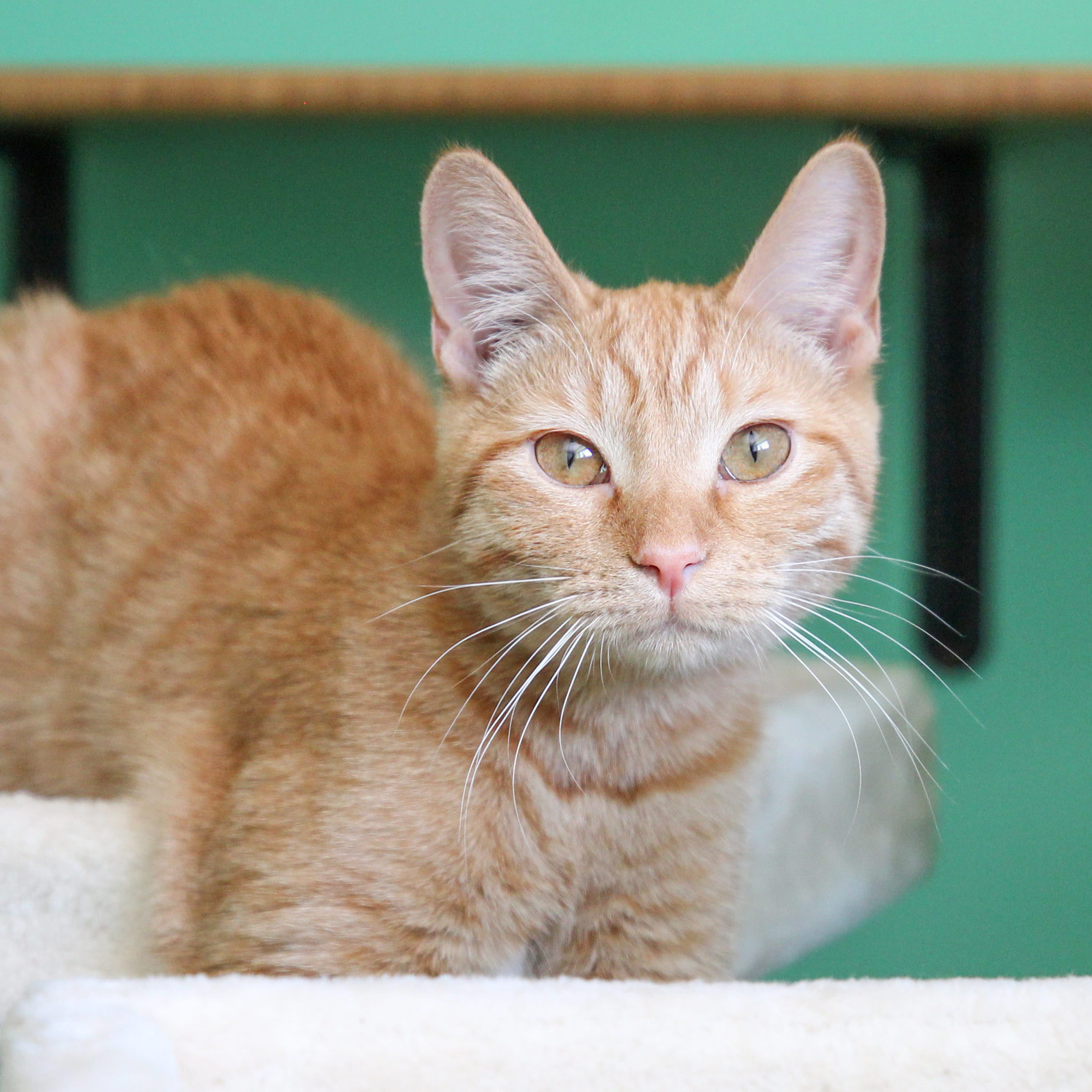 Enlarge Dandelion (bonded with Eleven), an adoptable mixed breed in Cincinnati, OH image 2/2