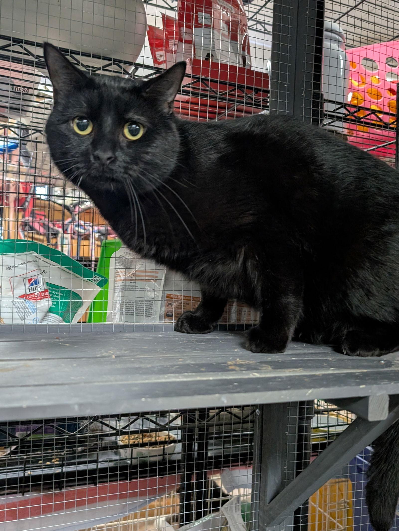 Black Panther, Adoptable, Adult Male Domestic Short Hair.