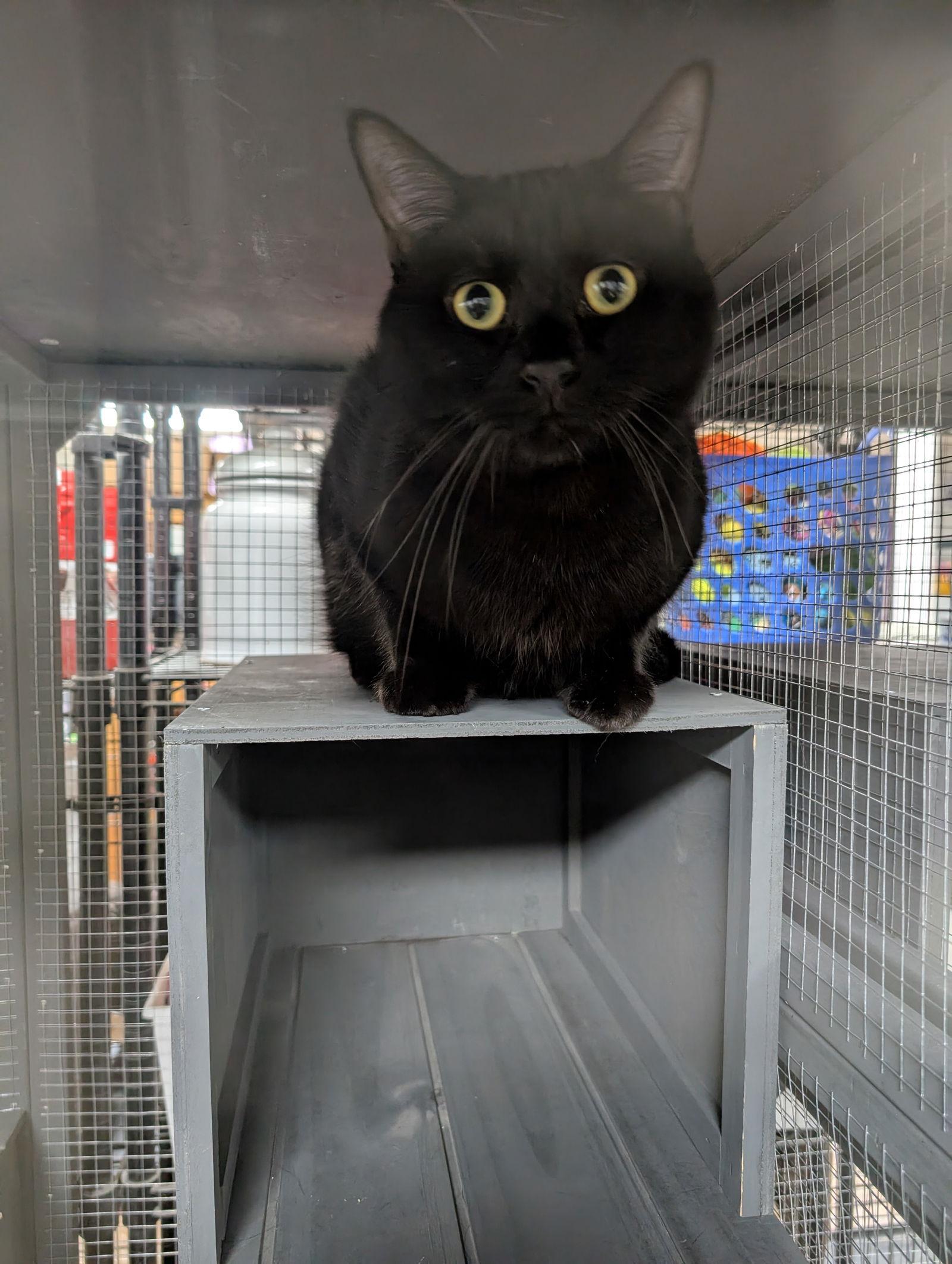 Black Panther, a Adoptable Domestic Short Hair in St. Ann, MO image 2/2