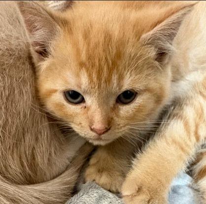 Hera, ADOPTABLE, Young Female Domestic Short Hair.