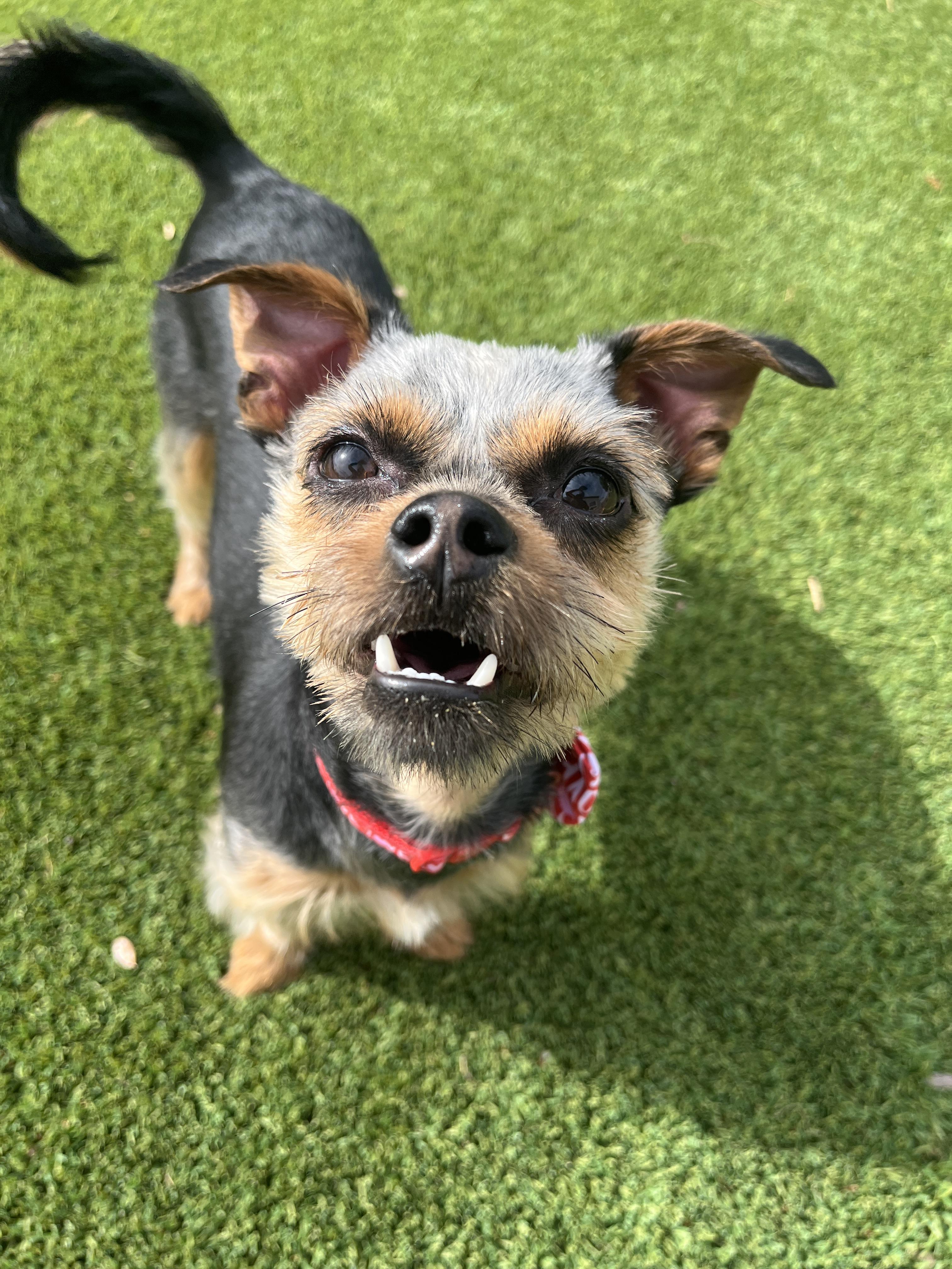 Enlarge Huck (Kipper), a Adopted mixed breed in Tempe, AZ image 1/6