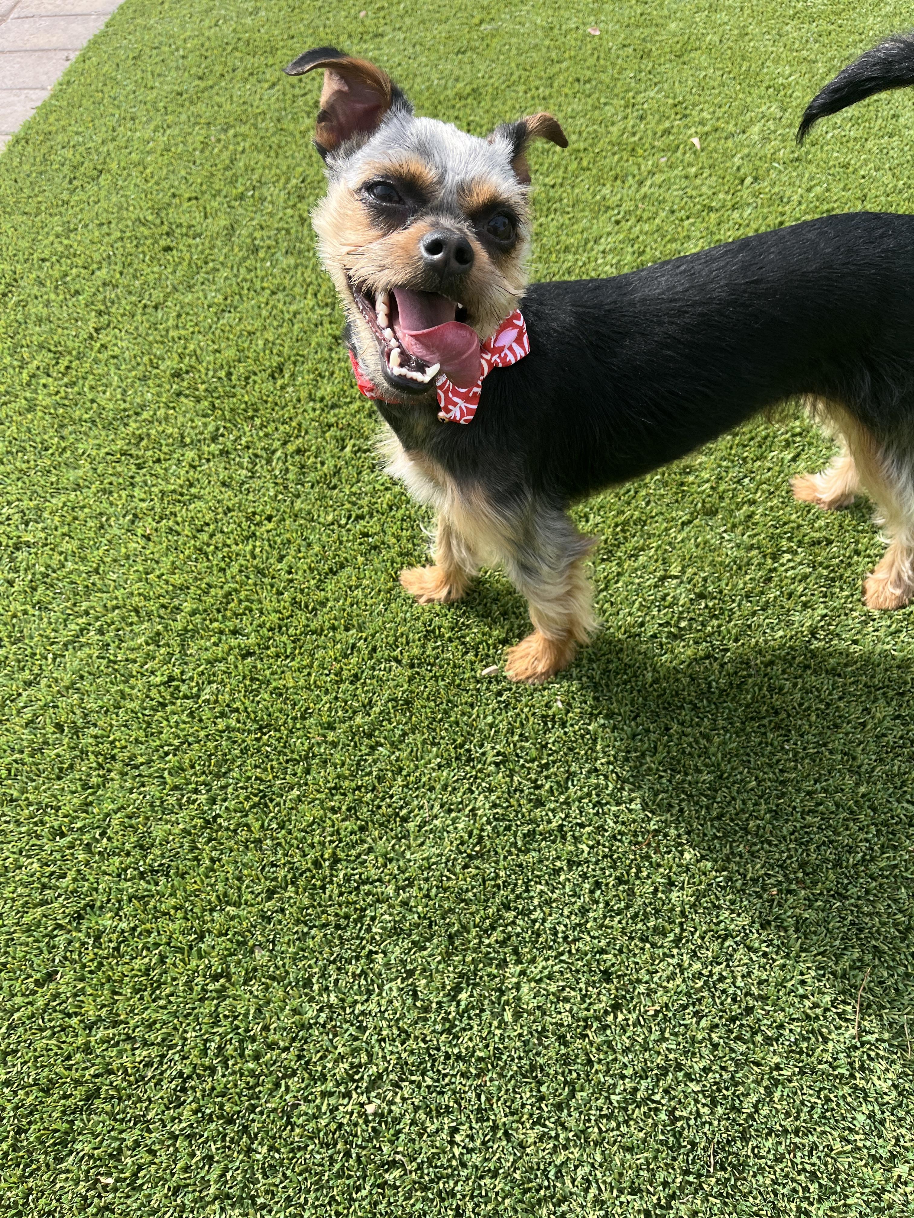 Enlarge Huck (Kipper), a Adopted mixed breed in Tempe, AZ image 2/6