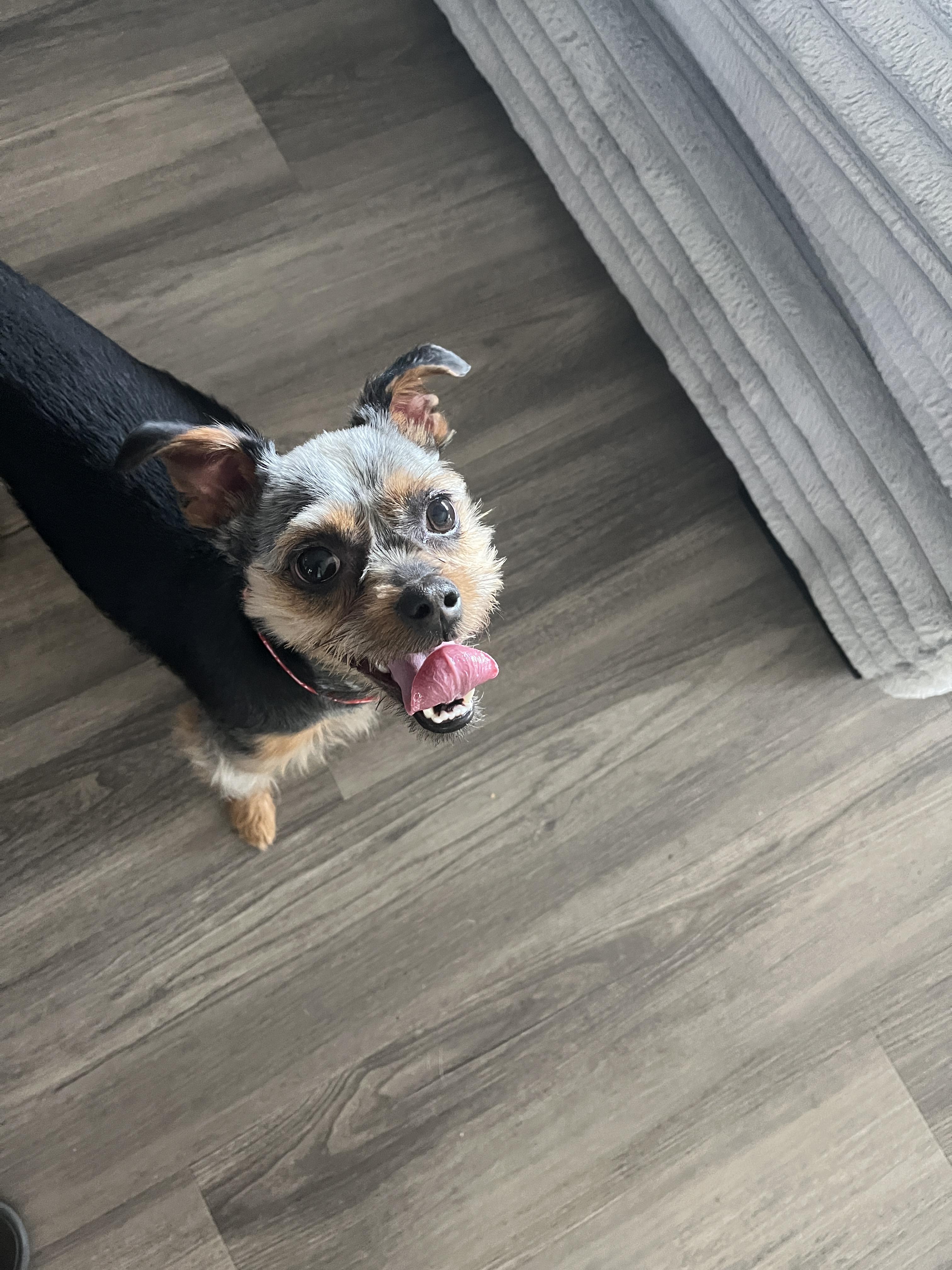 Enlarge Huck (Kipper), a Adopted mixed breed in Tempe, AZ image 3/6