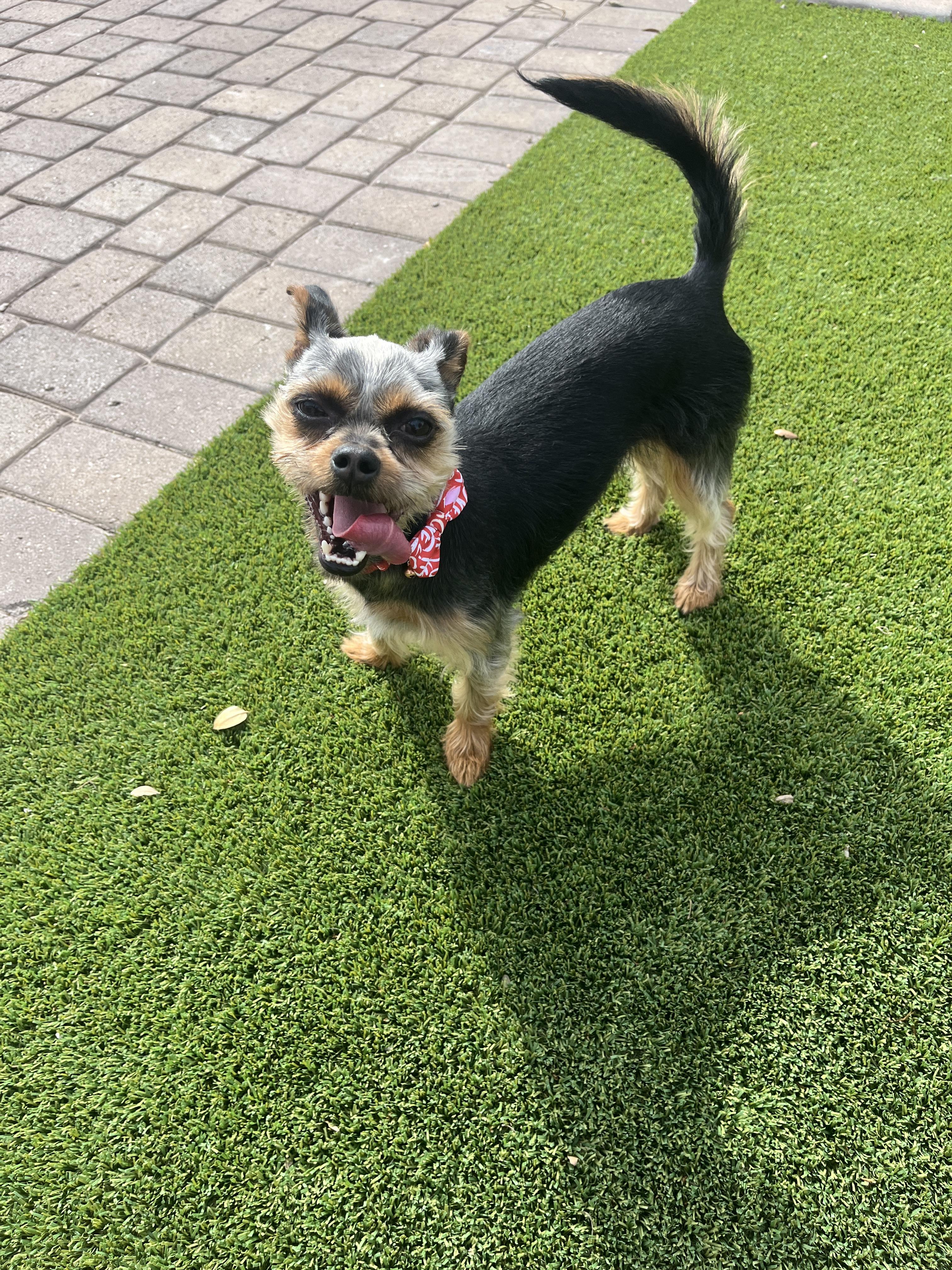 Enlarge Huck (Kipper), a Adopted mixed breed in Tempe, AZ image 5/6