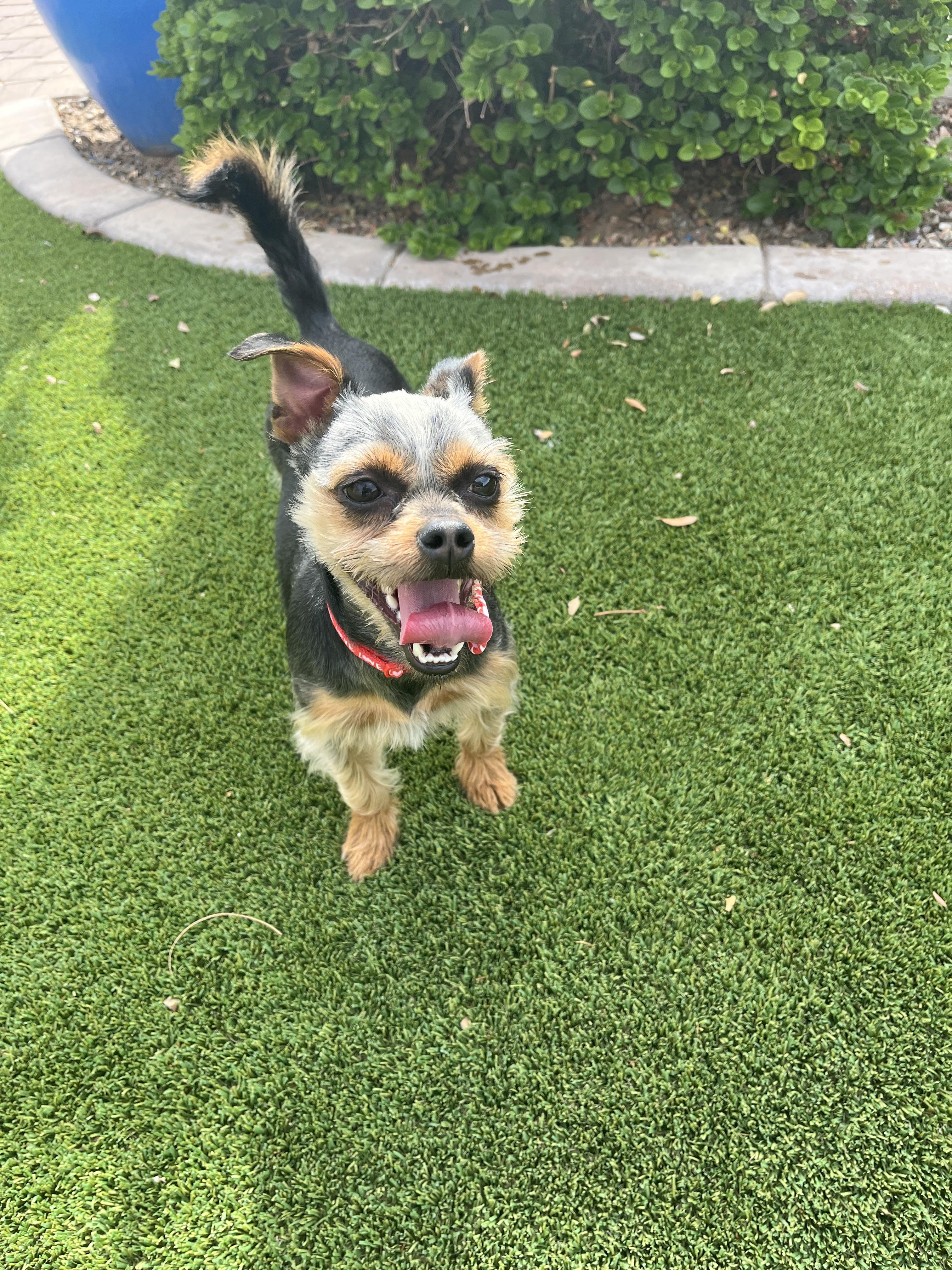 Enlarge Huck (Kipper), a Adopted mixed breed in Tempe, AZ image 6/6