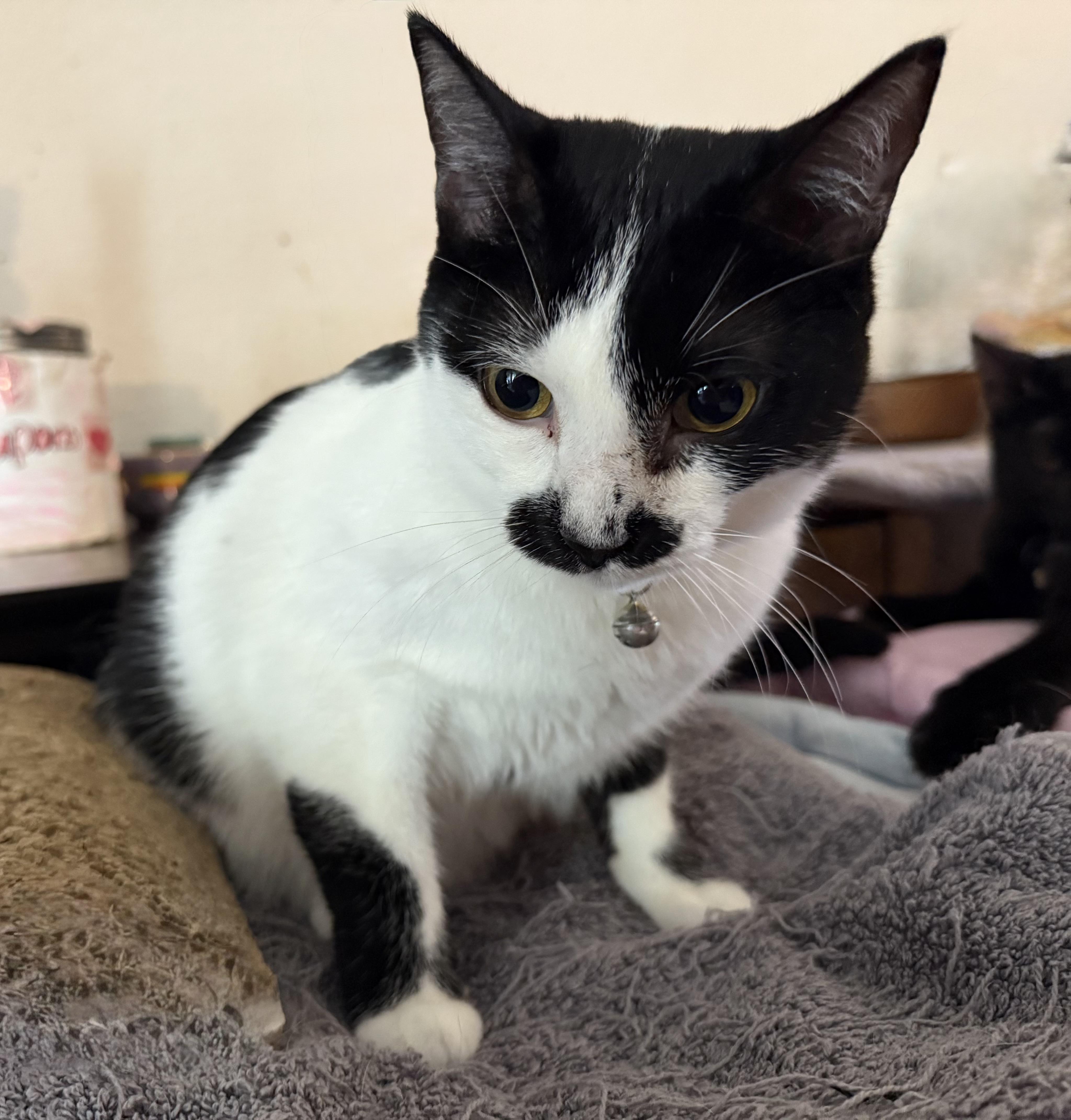 Enlarge Minnie Mouse, a Adoptable mixed breed in Houston, TX image 3/5