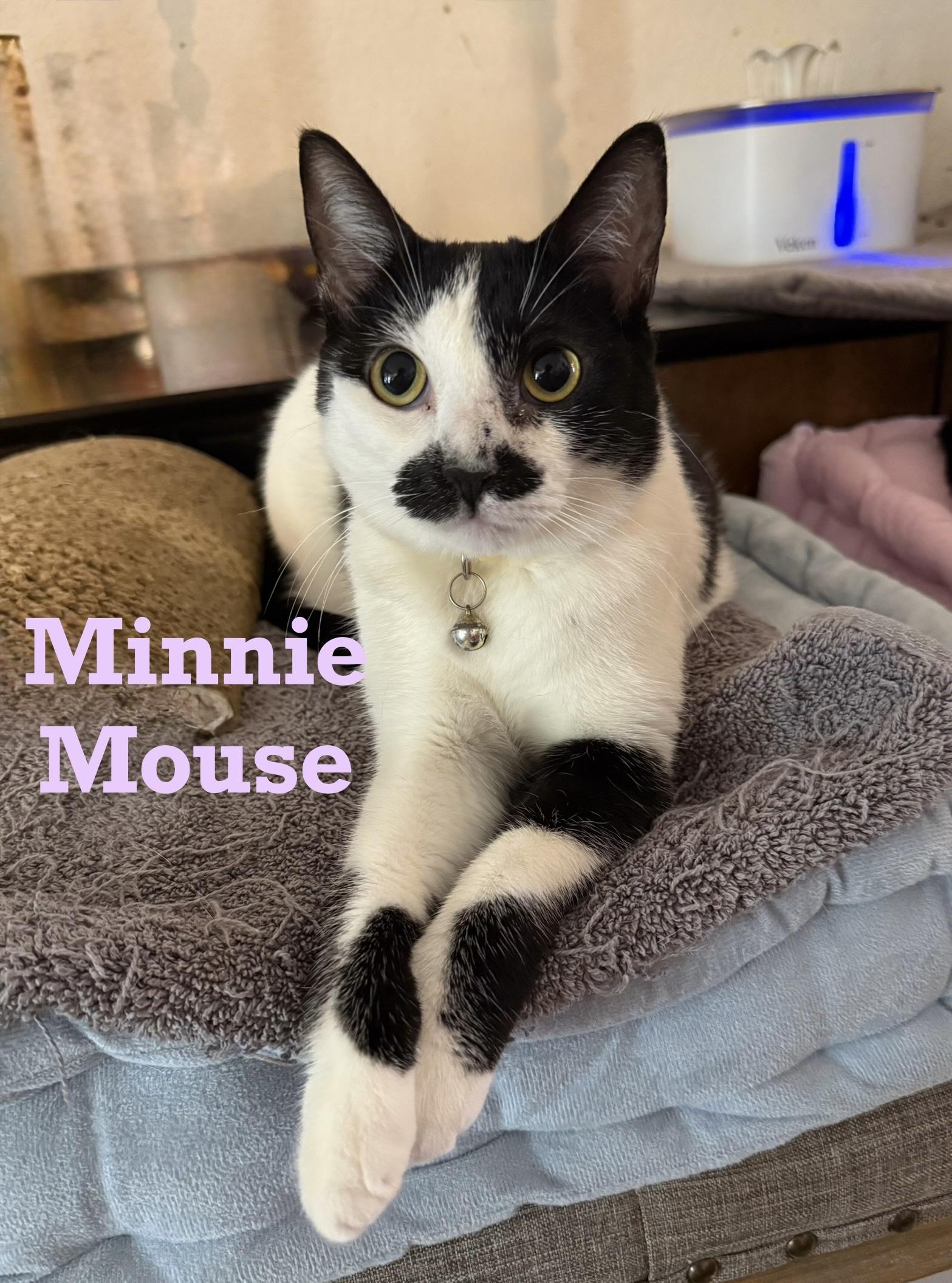 Minnie Mouse, Adoptable, Adult Female Tuxedo & American Shorthair.