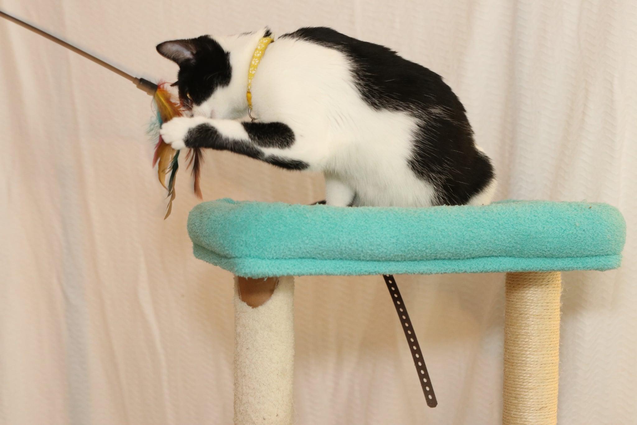 Enlarge Minnie Mouse, a Adoptable mixed breed in Houston, TX image 2/5