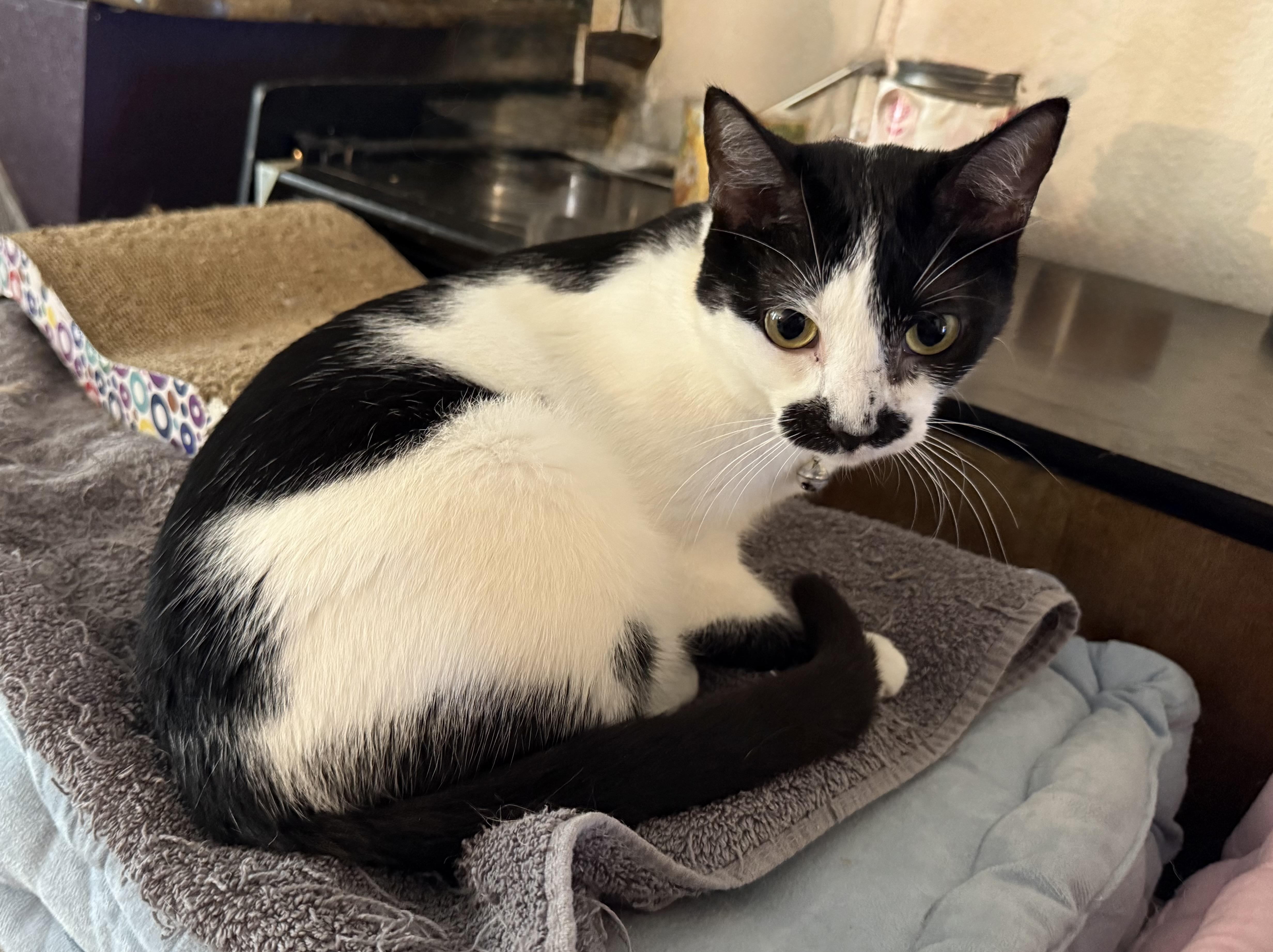 Enlarge Minnie Mouse, a Adoptable mixed breed in Houston, TX image 4/5