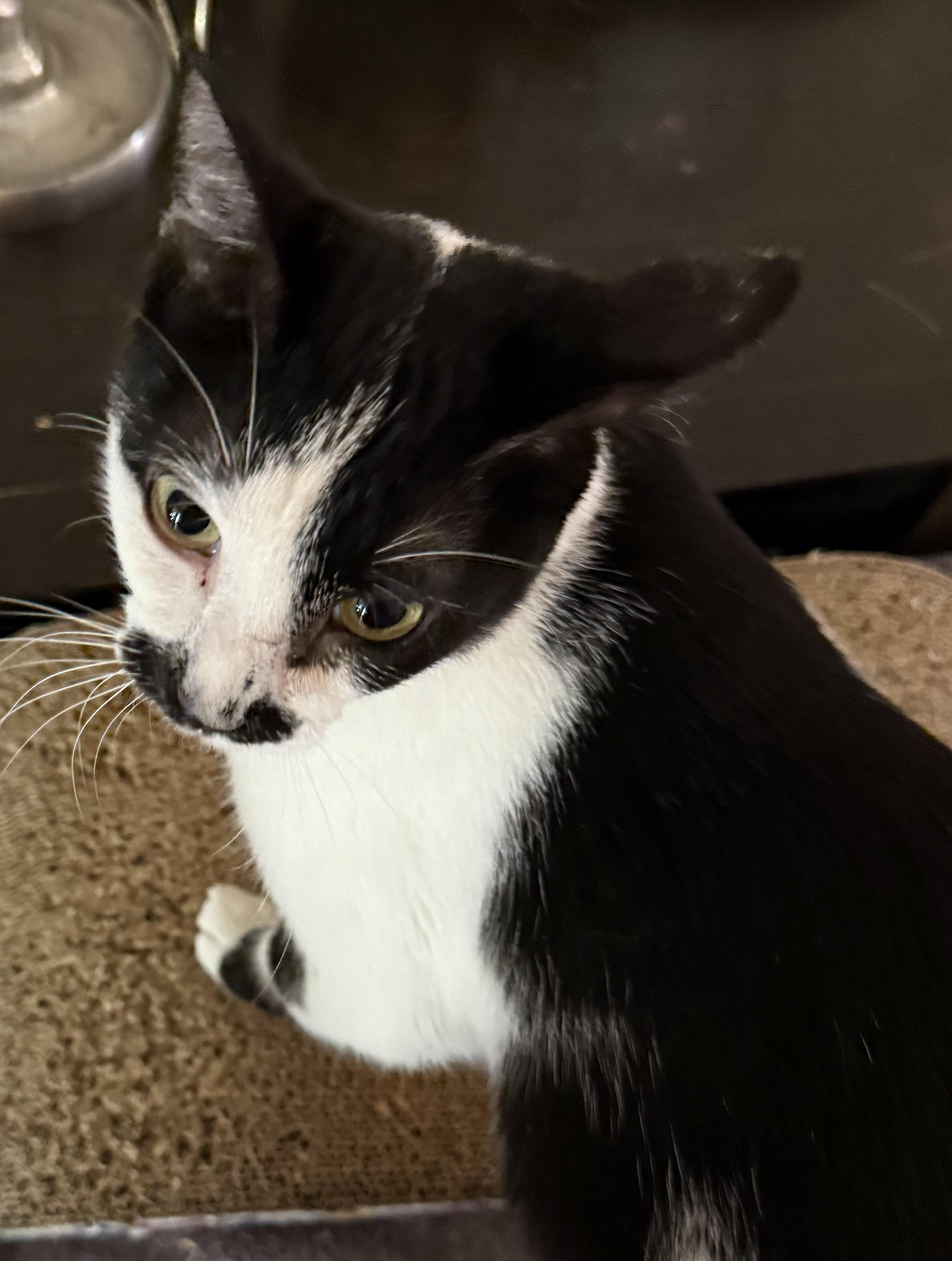 Enlarge Minnie Mouse, a Adoptable mixed breed in Houston, TX image 5/5