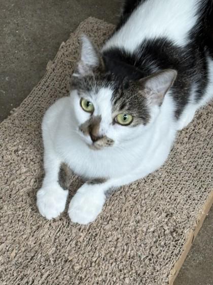 Merlot, Adoptable, Young Female Domestic Short Hair & Domestic Short Hair.