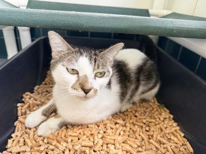 Enlarge Merlot, a Adoptable mixed breed in Honolulu, HI image 2/2