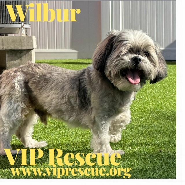 Enlarge Wilbur / Redington Beach, an adopted Shih Tzu in Redington Beach, FL image 1/5