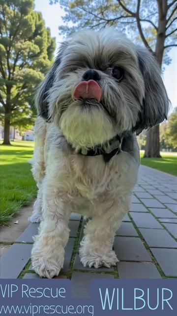 Enlarge Wilbur / Redington Beach, an adopted Shih Tzu in Redington Beach, FL image 5/5