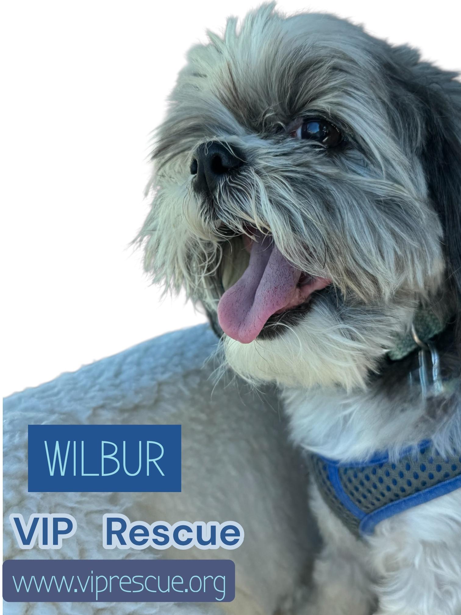 Enlarge Wilbur / Redington Beach, an adopted Shih Tzu in Redington Beach, FL image 2/5