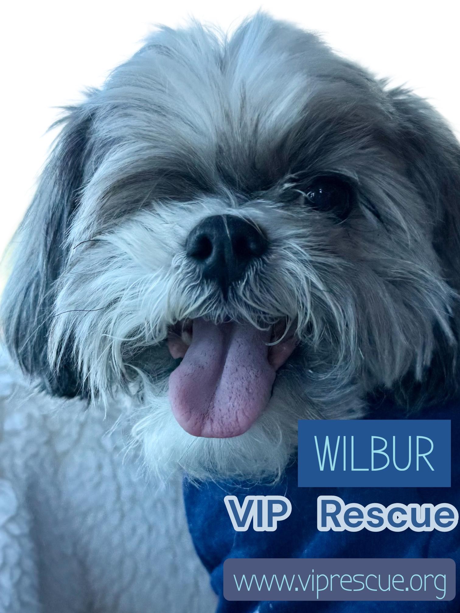 Enlarge Wilbur / Redington Beach, an adopted Shih Tzu in Redington Beach, FL image 4/5