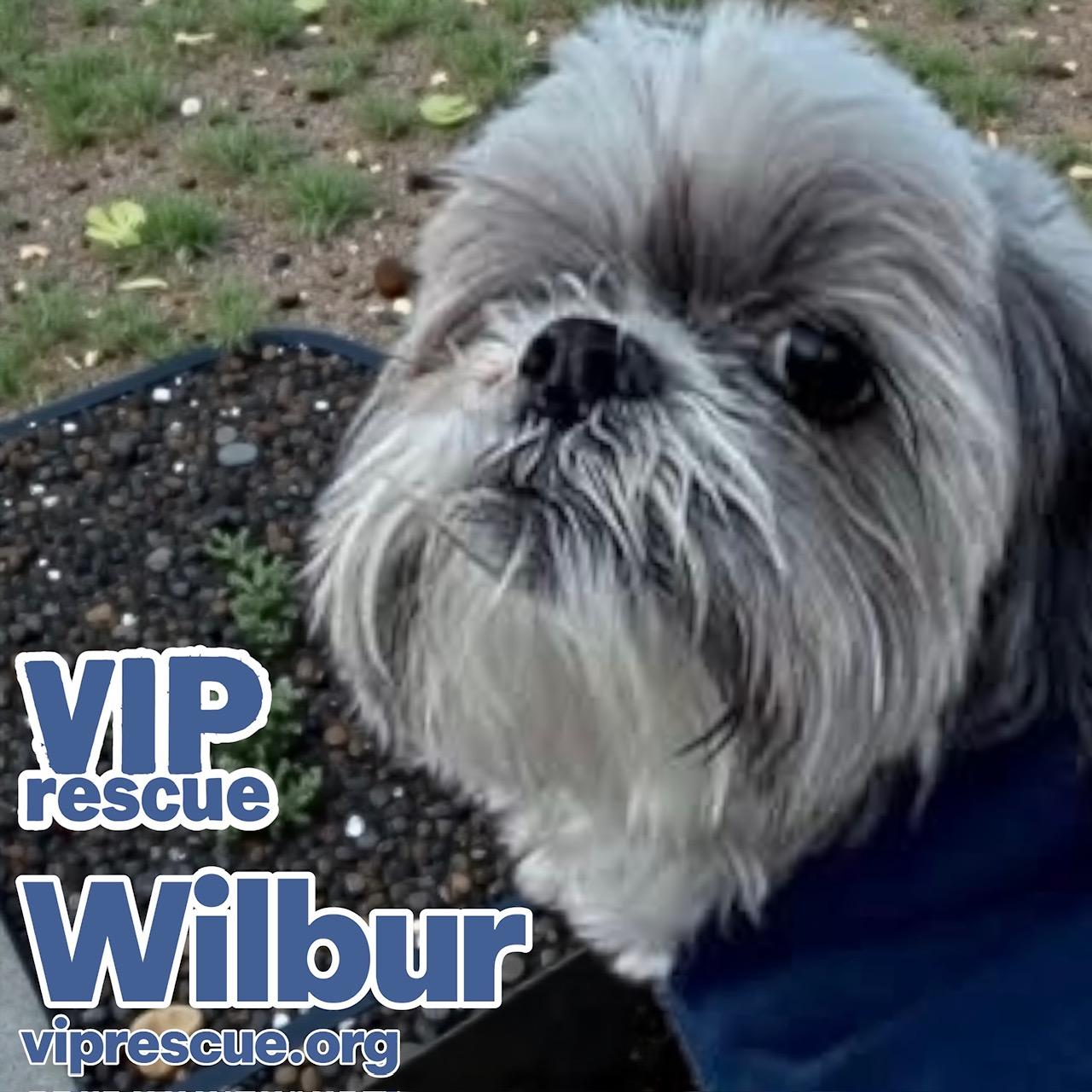 Enlarge Wilbur / Redington Beach, an adopted Shih Tzu in Redington Beach, FL image 3/5