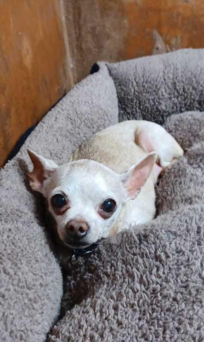 Tracy, Adoptable, Senior Female Chihuahua & Mixed Breed.