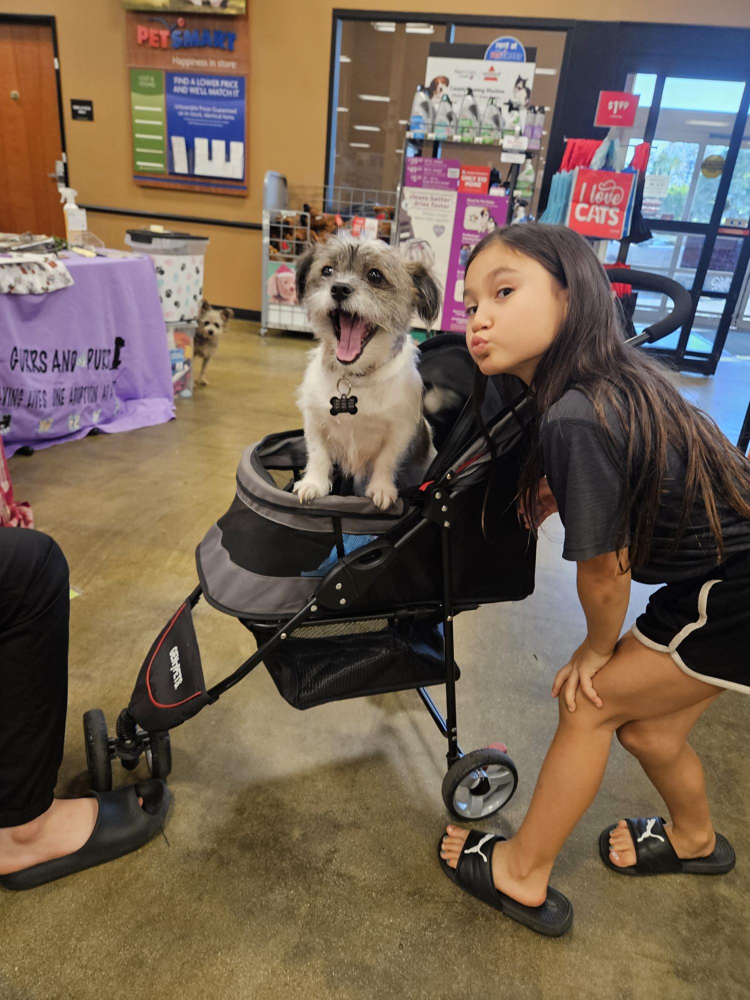 Raina Mott!! Shih tzu, adopted, Adult Female Shih poo.