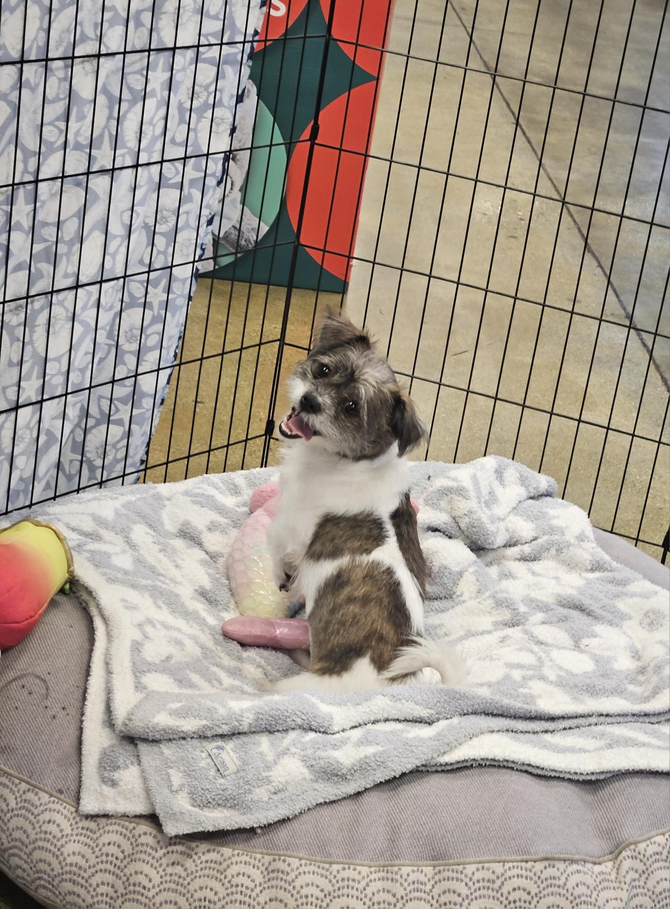 Enlarge Raina Mott!! Shih tzu, an adopted Shih poo in Manhattan Beach, CA image 2/5